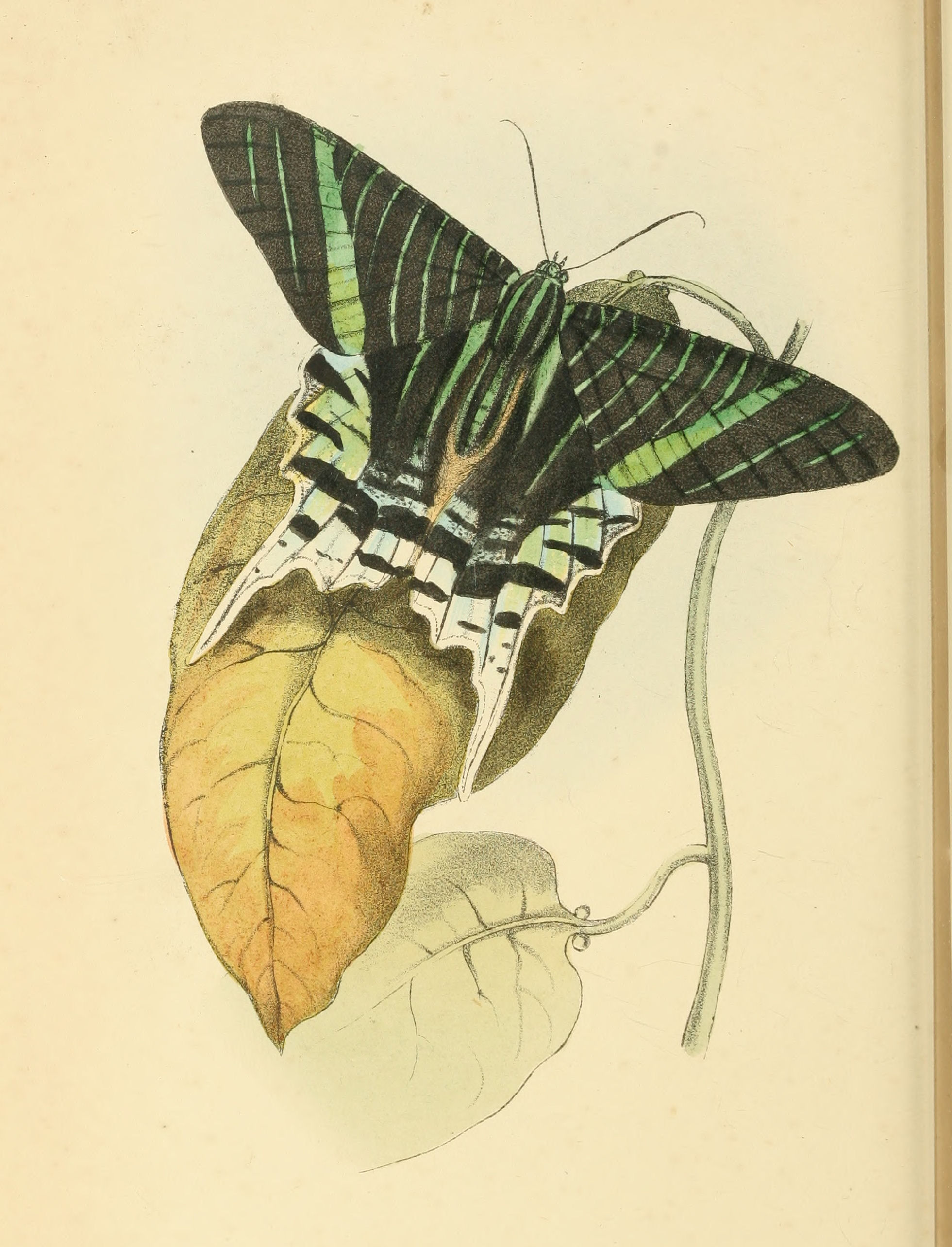 Plate 125.
