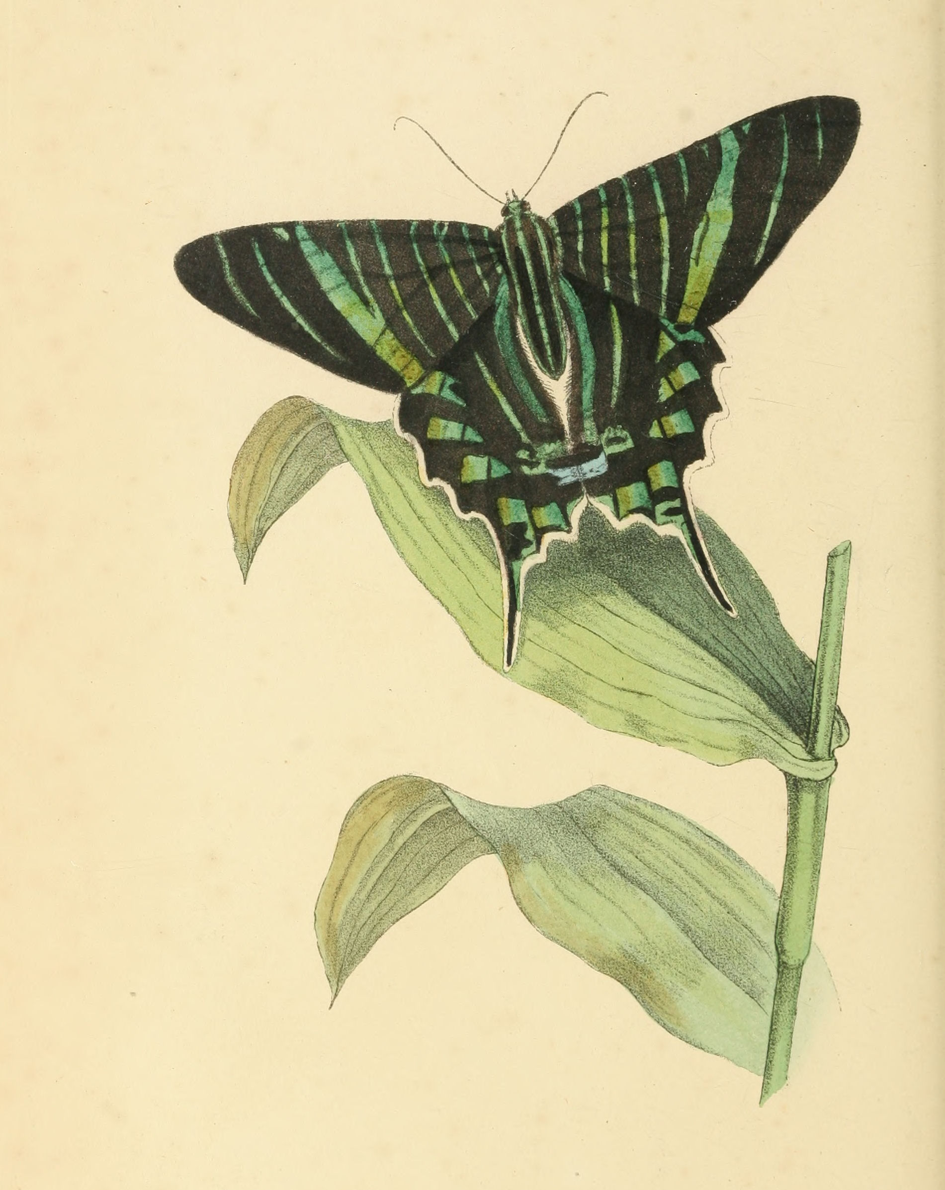 Plate 126.