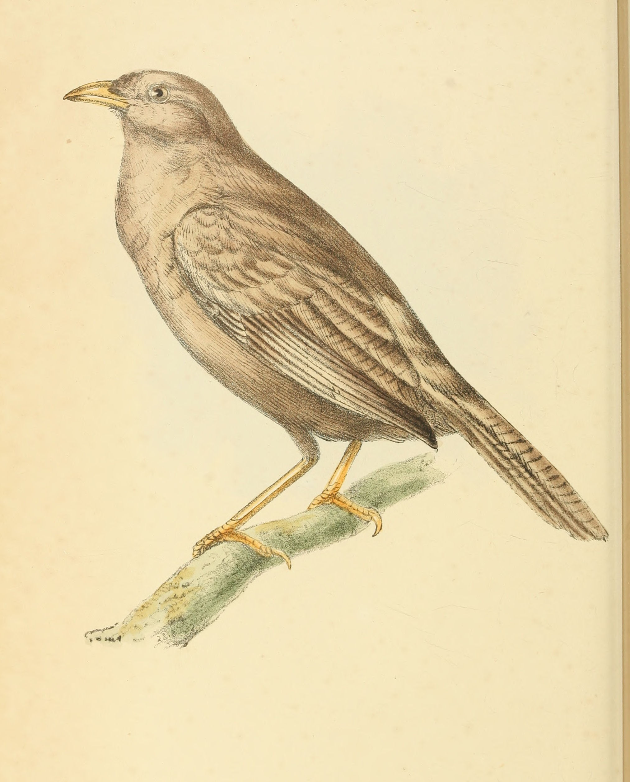 Plate 127.