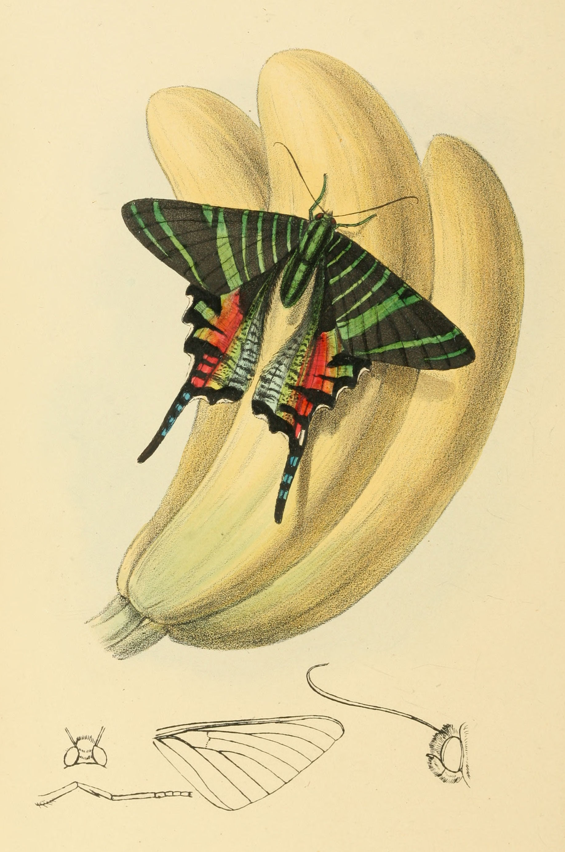Plate 129.