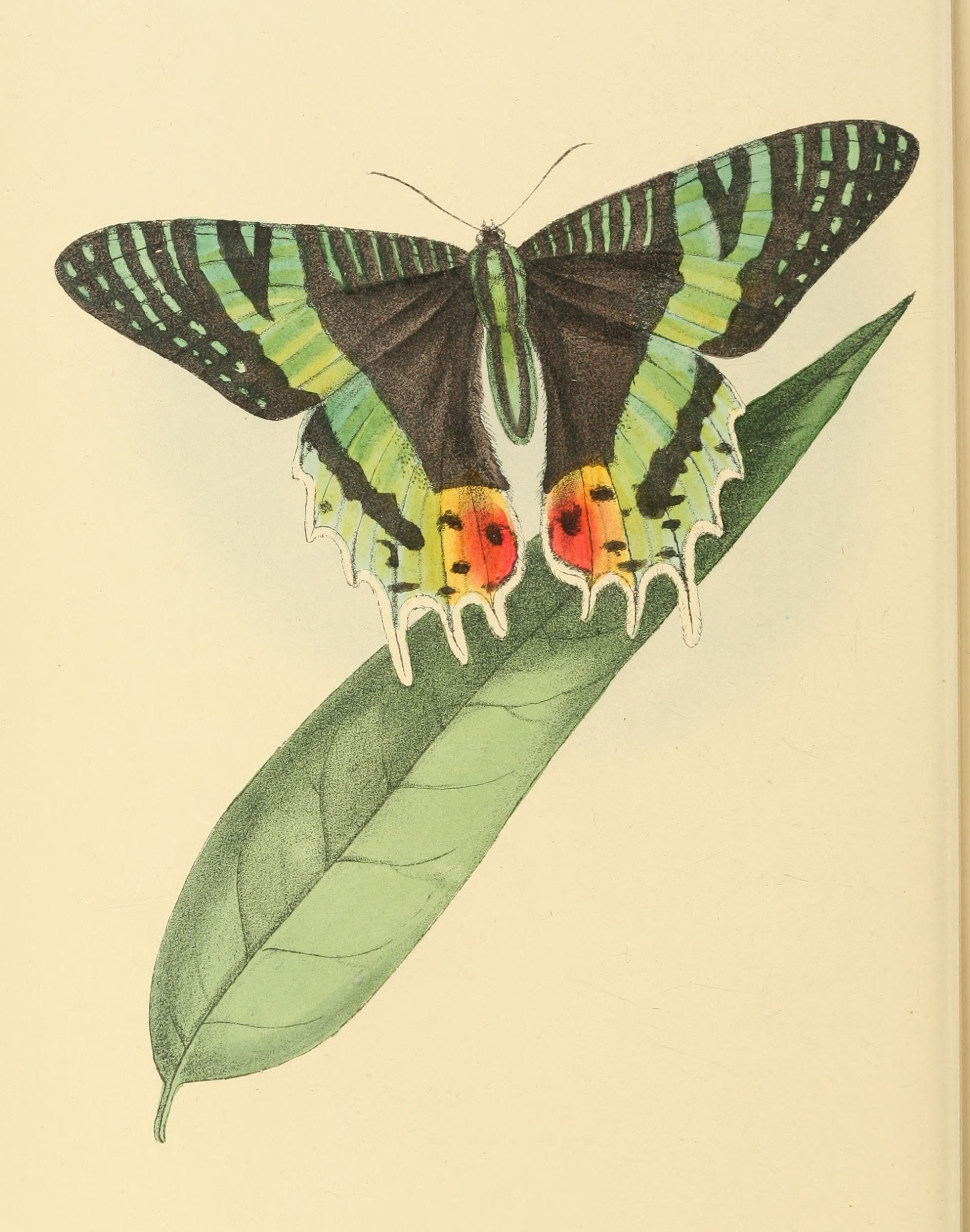 Plate 130.