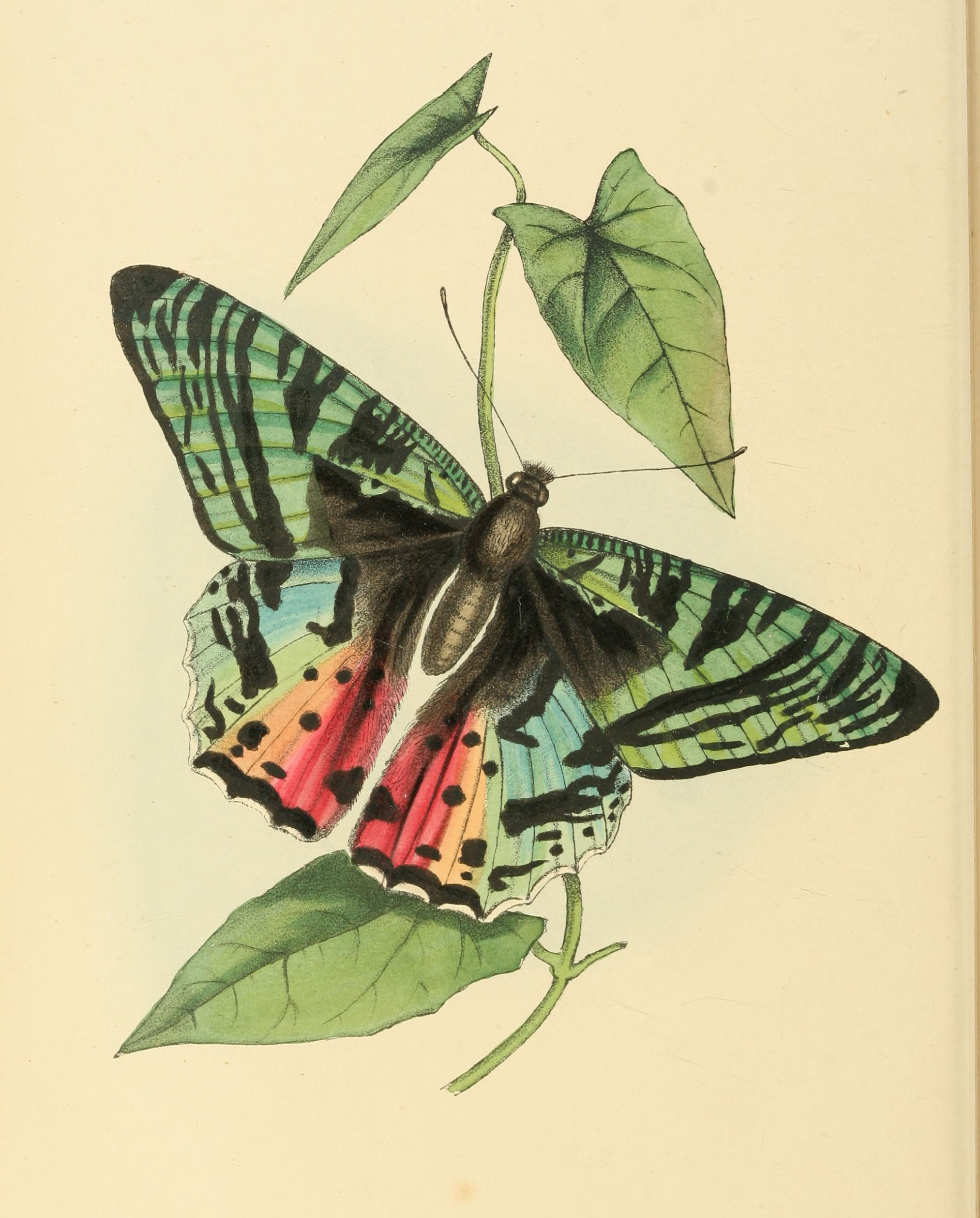 Plate 131.