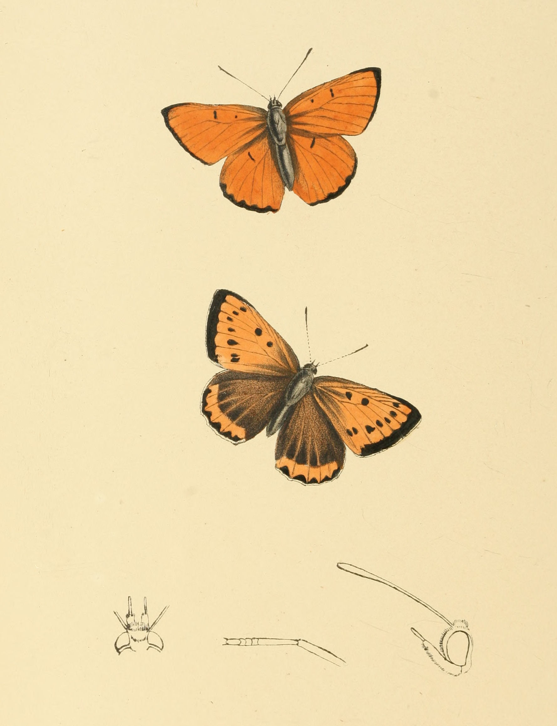 Plate 132.