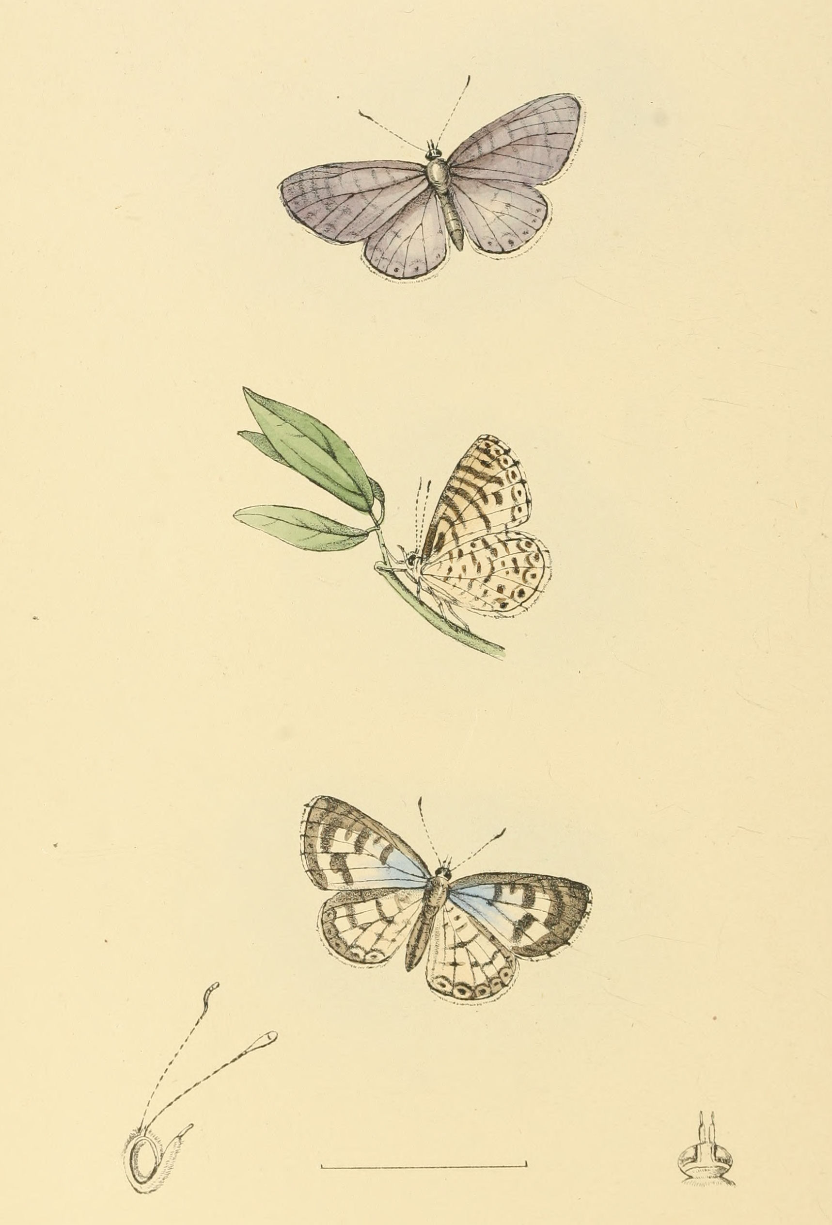 Plate 133.