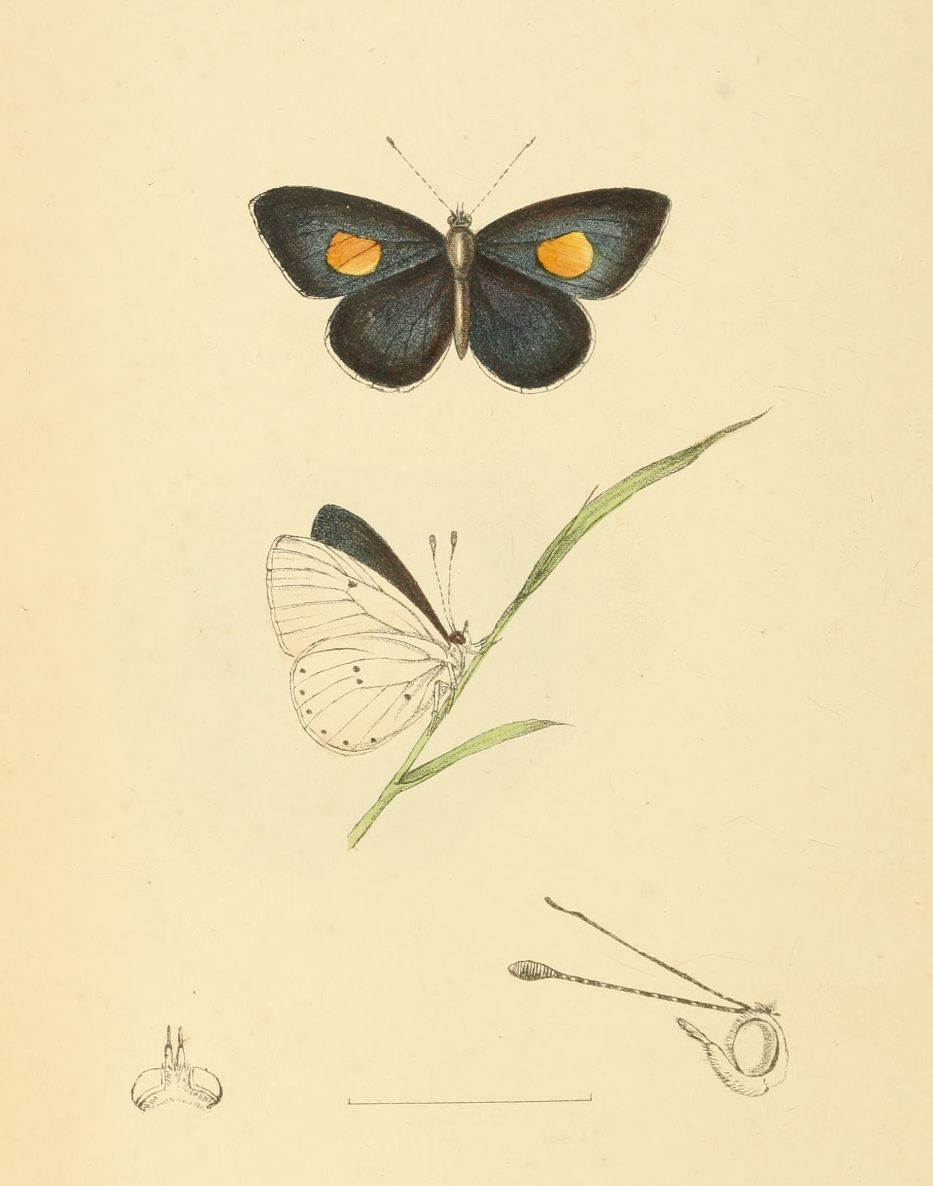 Plate 134.
