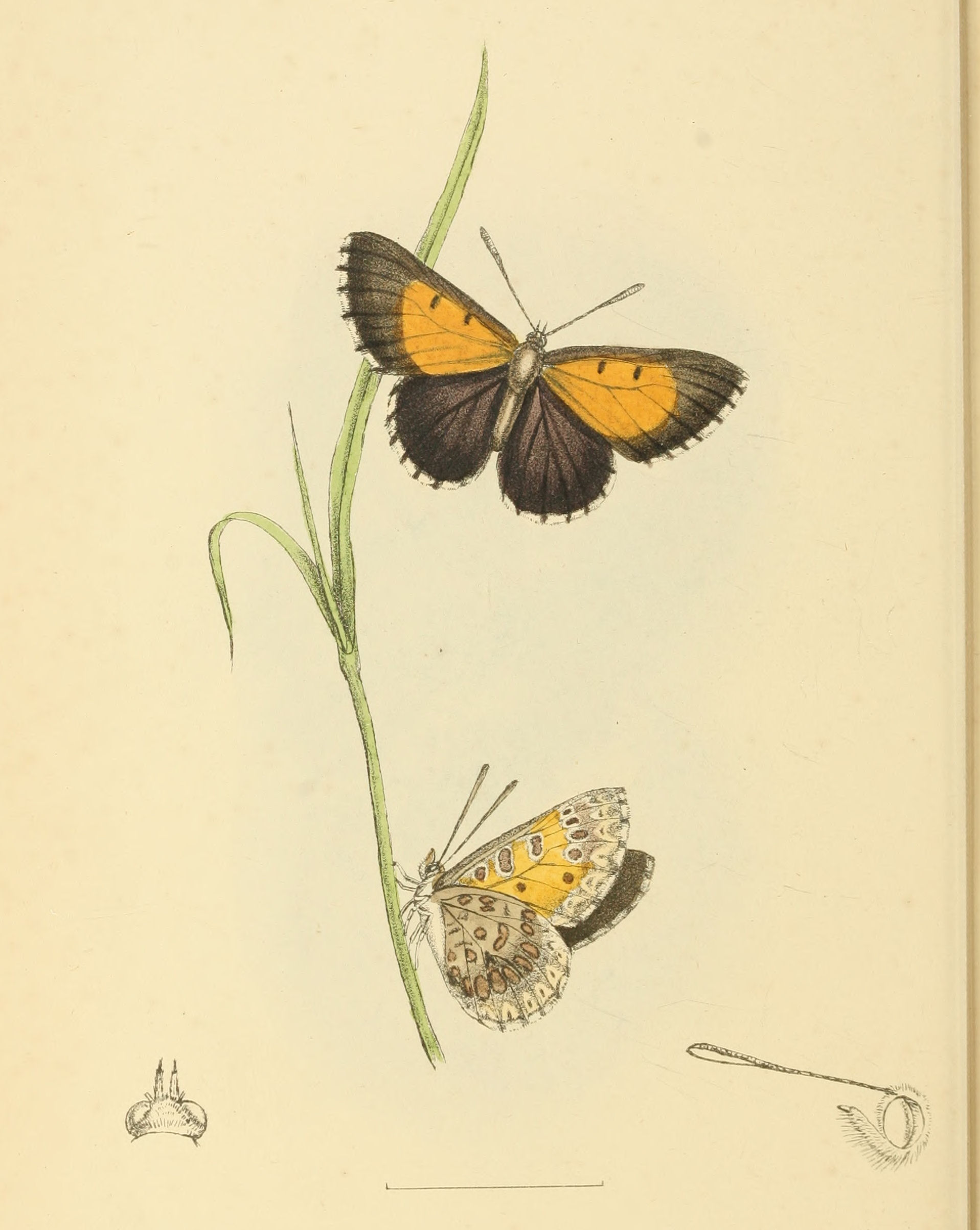 Plate 135.