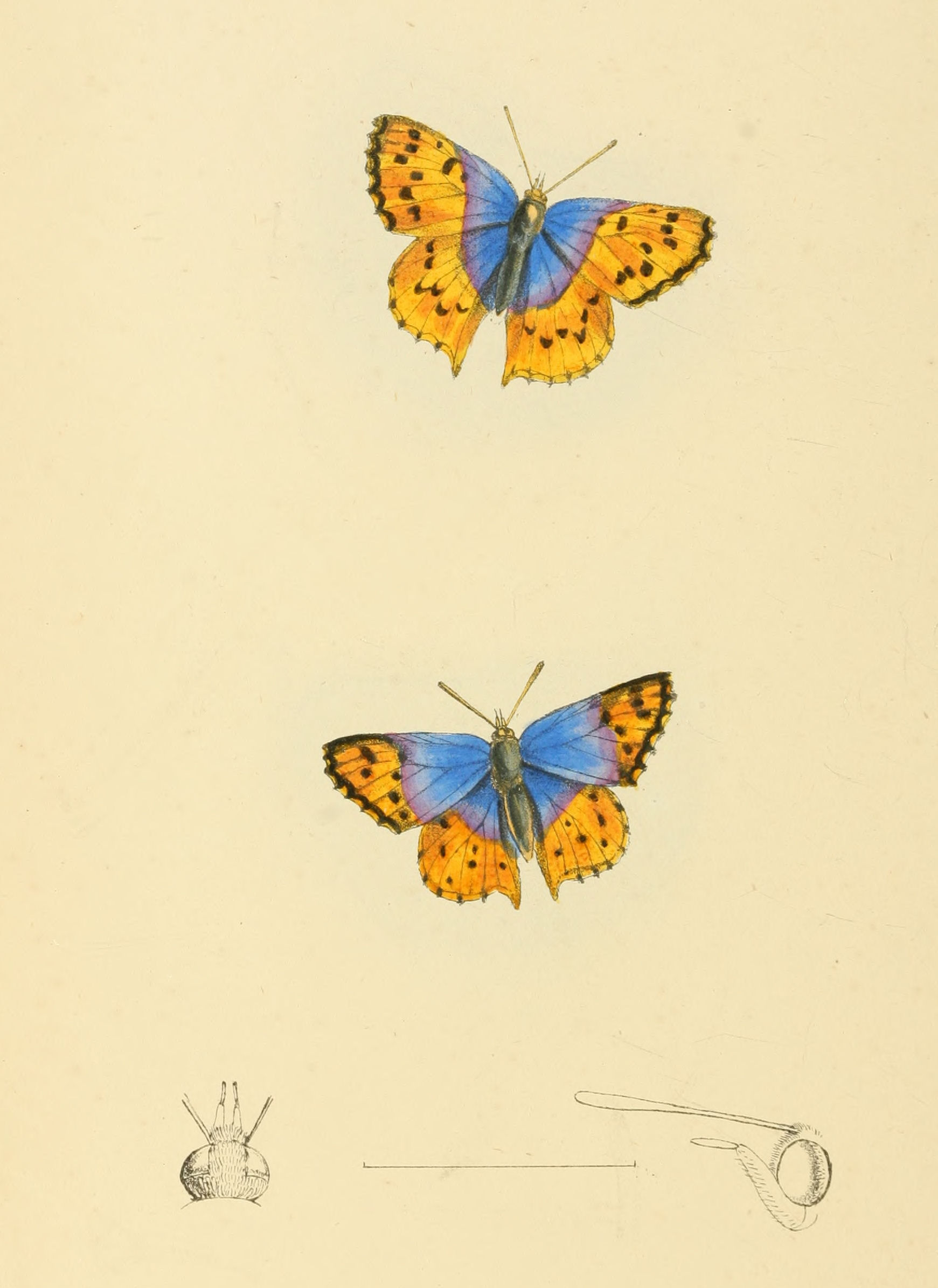 Plate 136.