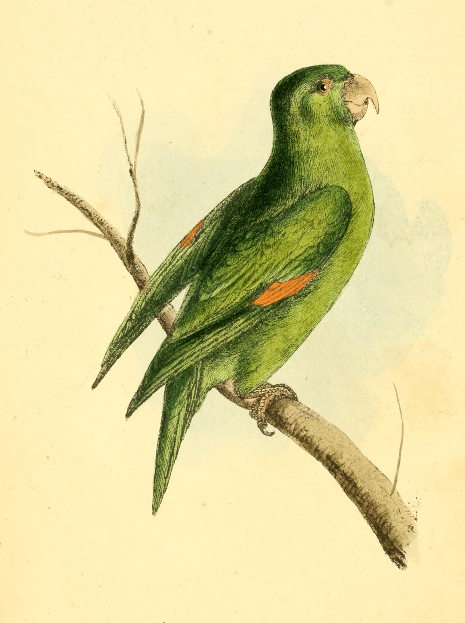 Plate 1. Plate 1.