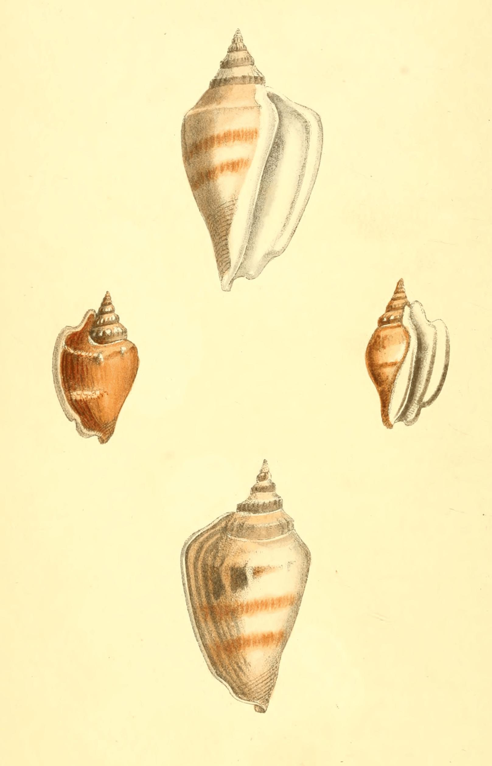 Plate 10. Plate 10.