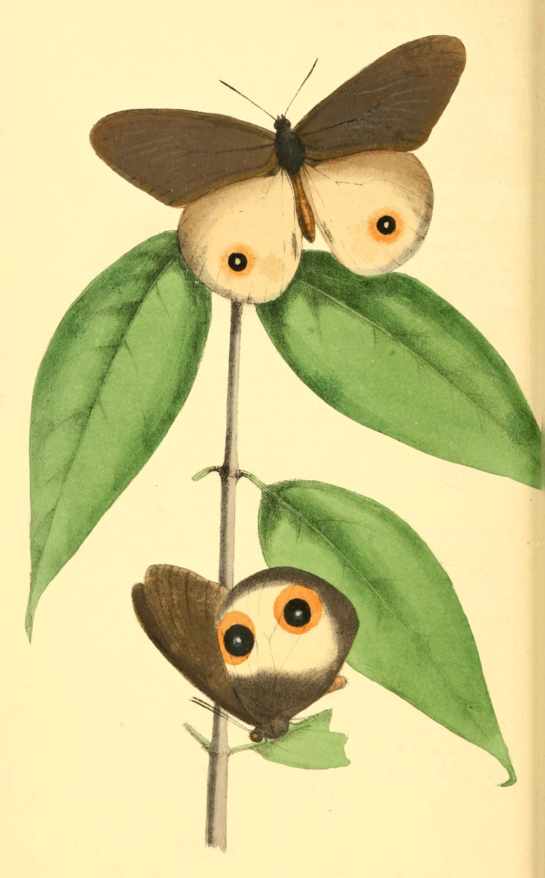Plate 11. Plate 11.