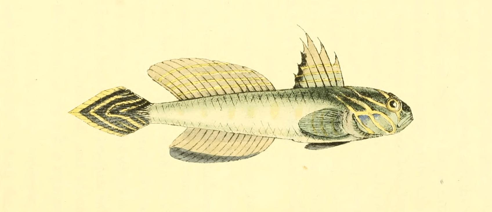 Plate 12. Plate 12.