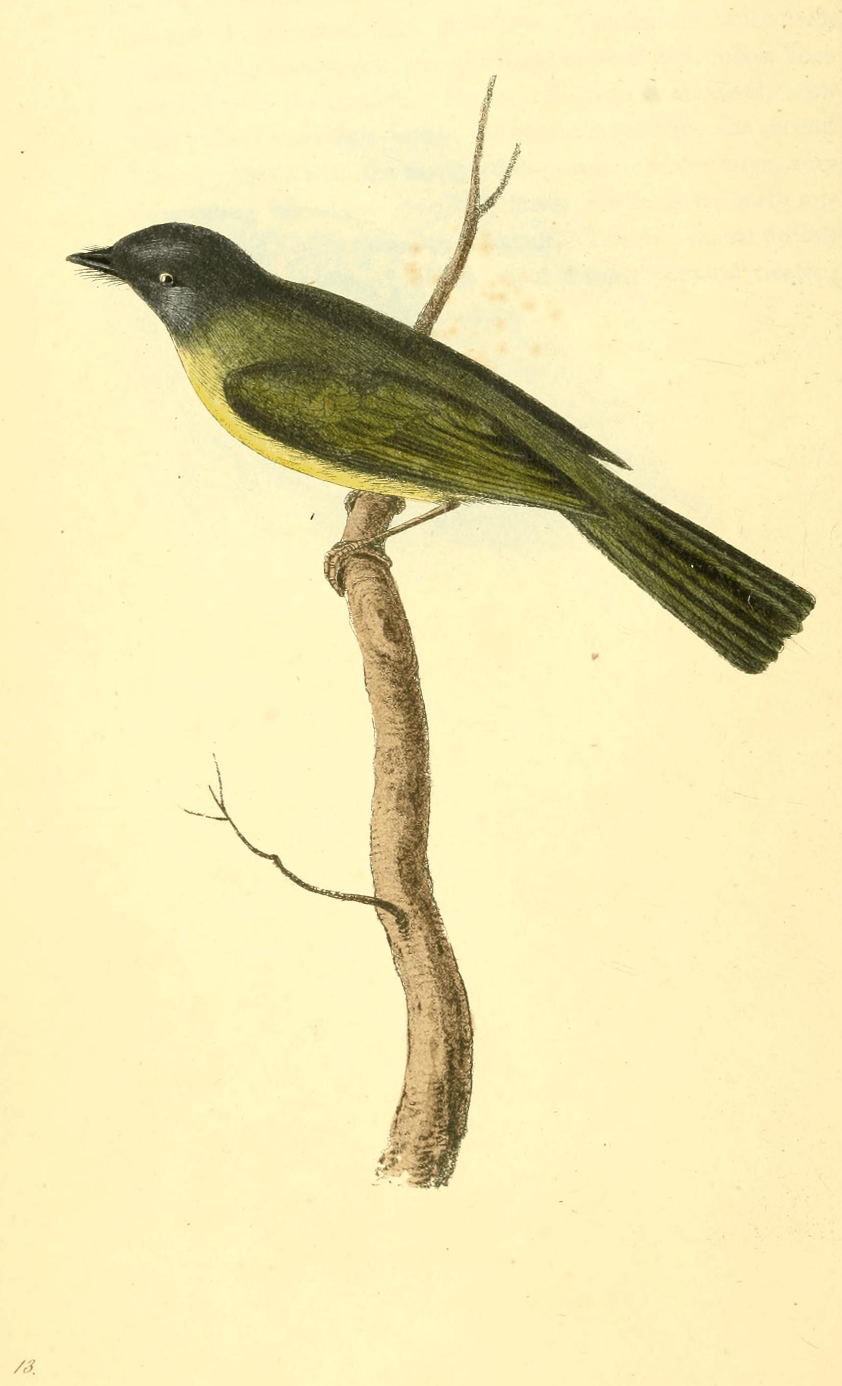 Plate 13. Plate 13.