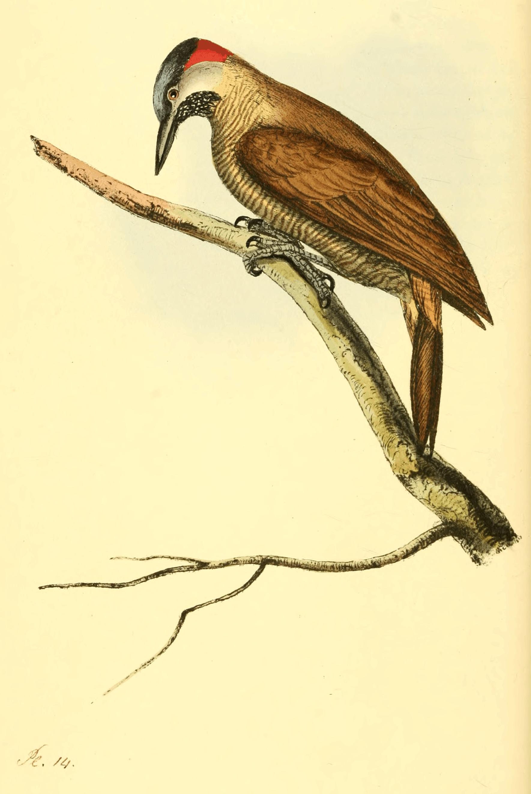 Plate 14. Plate 14.
