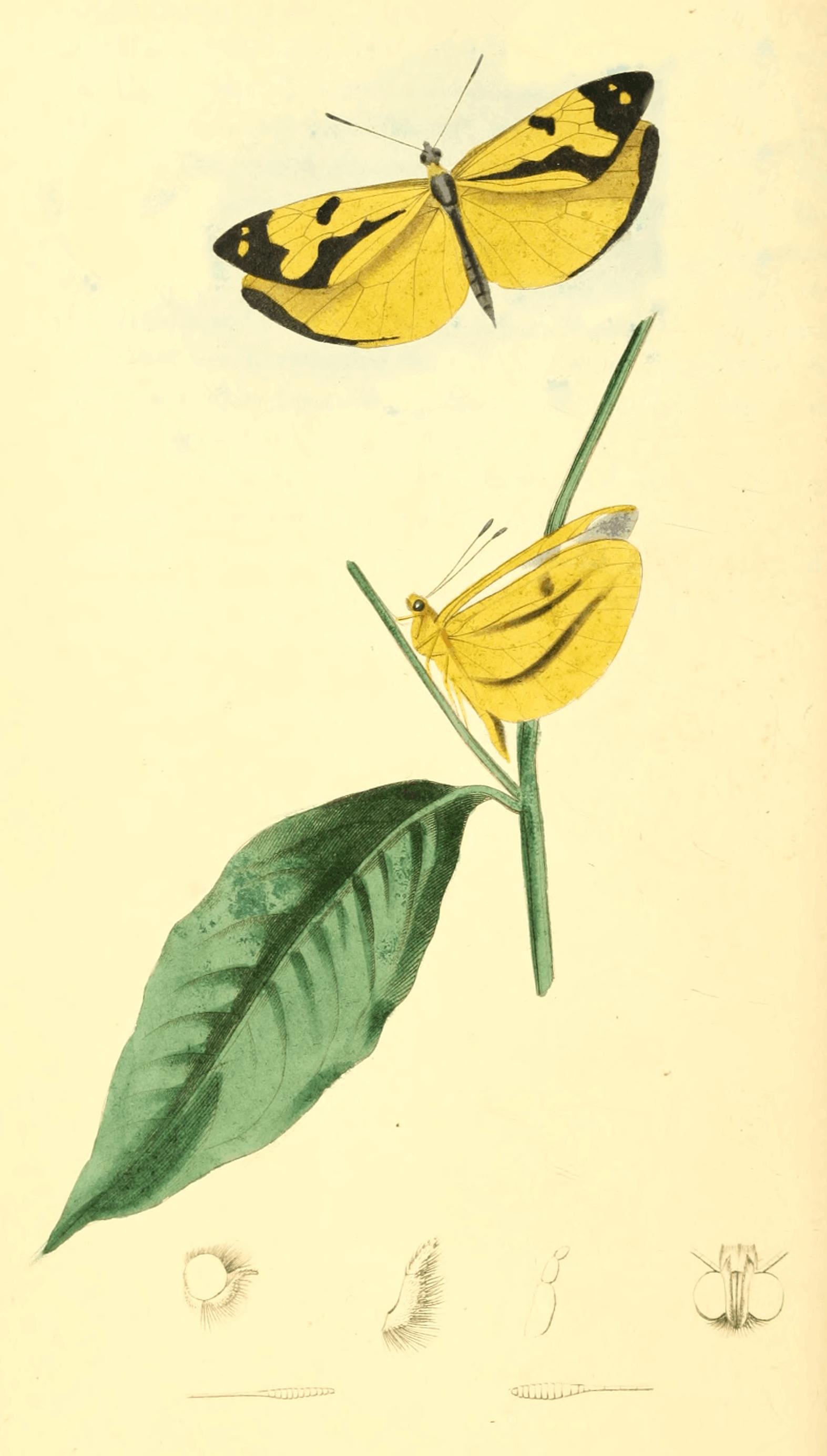 Plate 15. Plate 15.