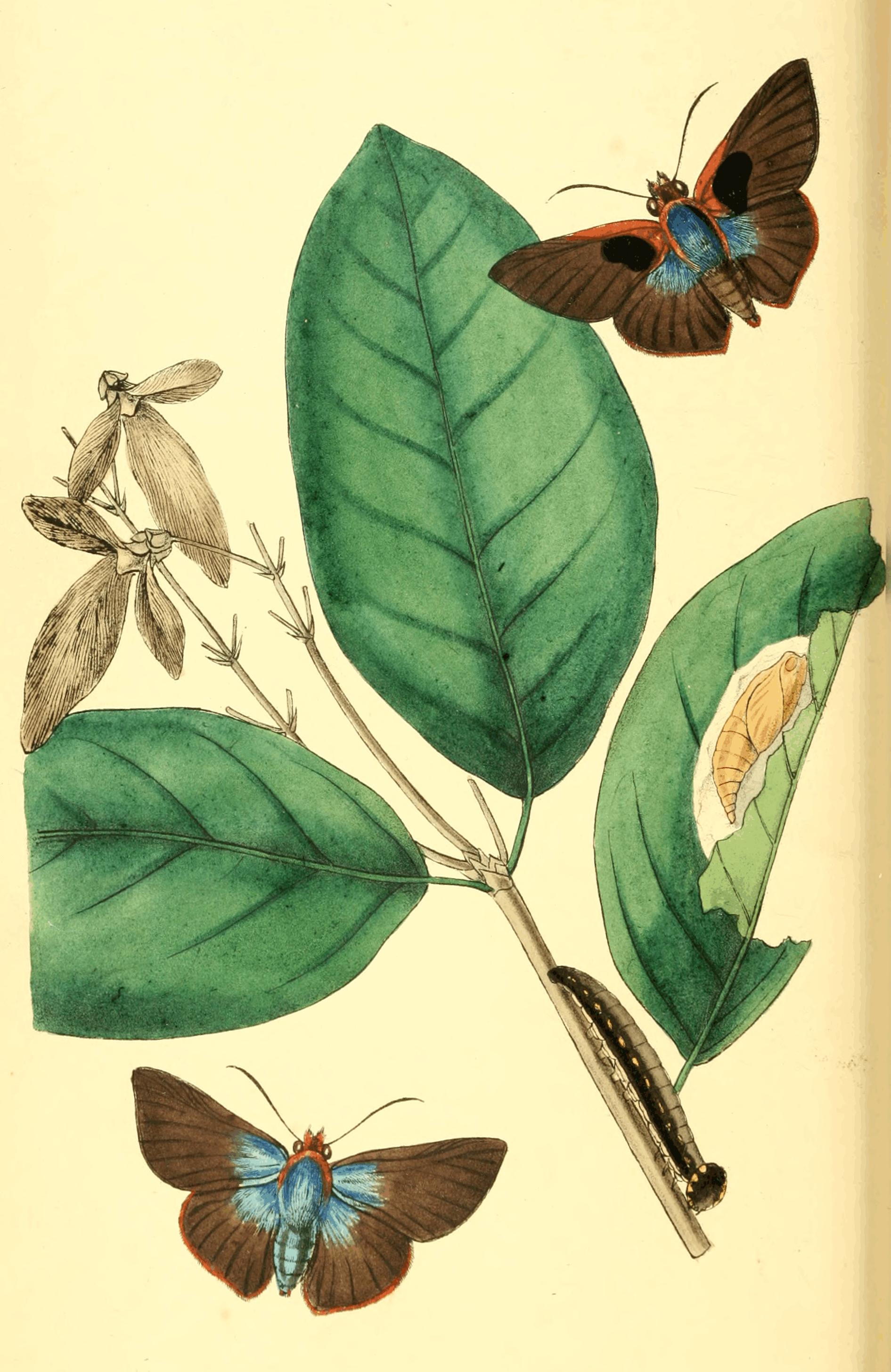 Plate 16. Plate 16.