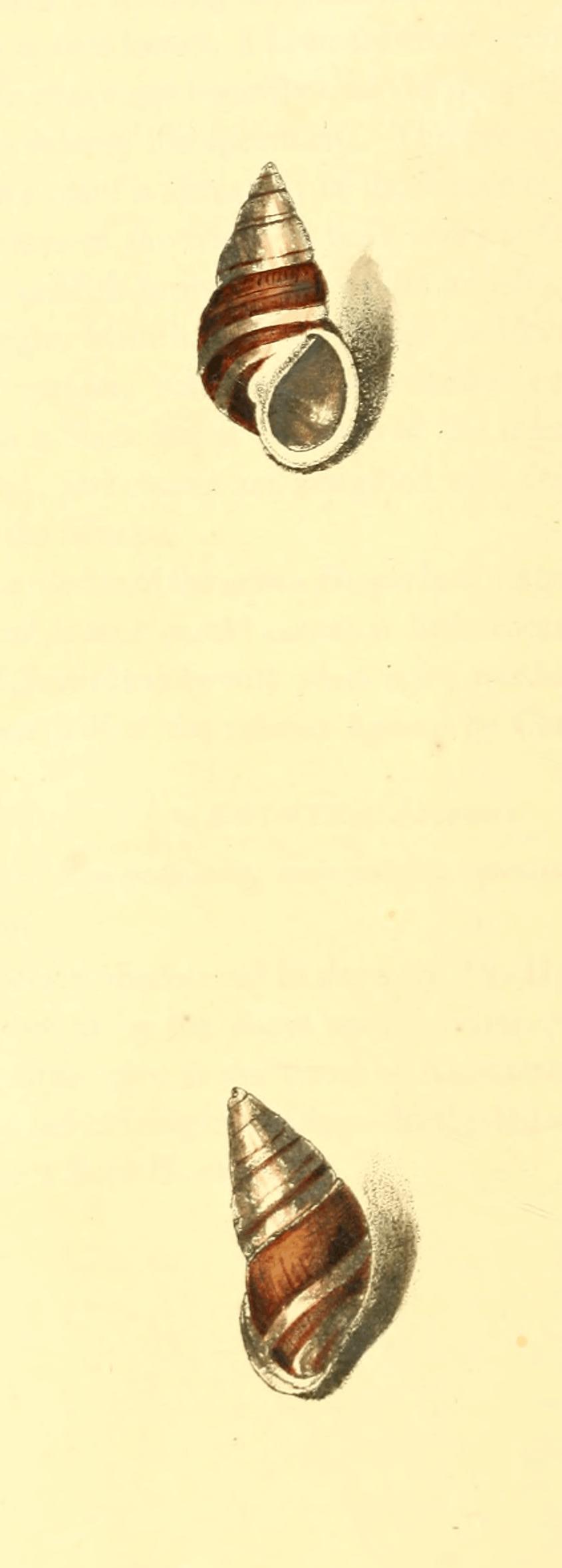 Plate 17. Plate 17.