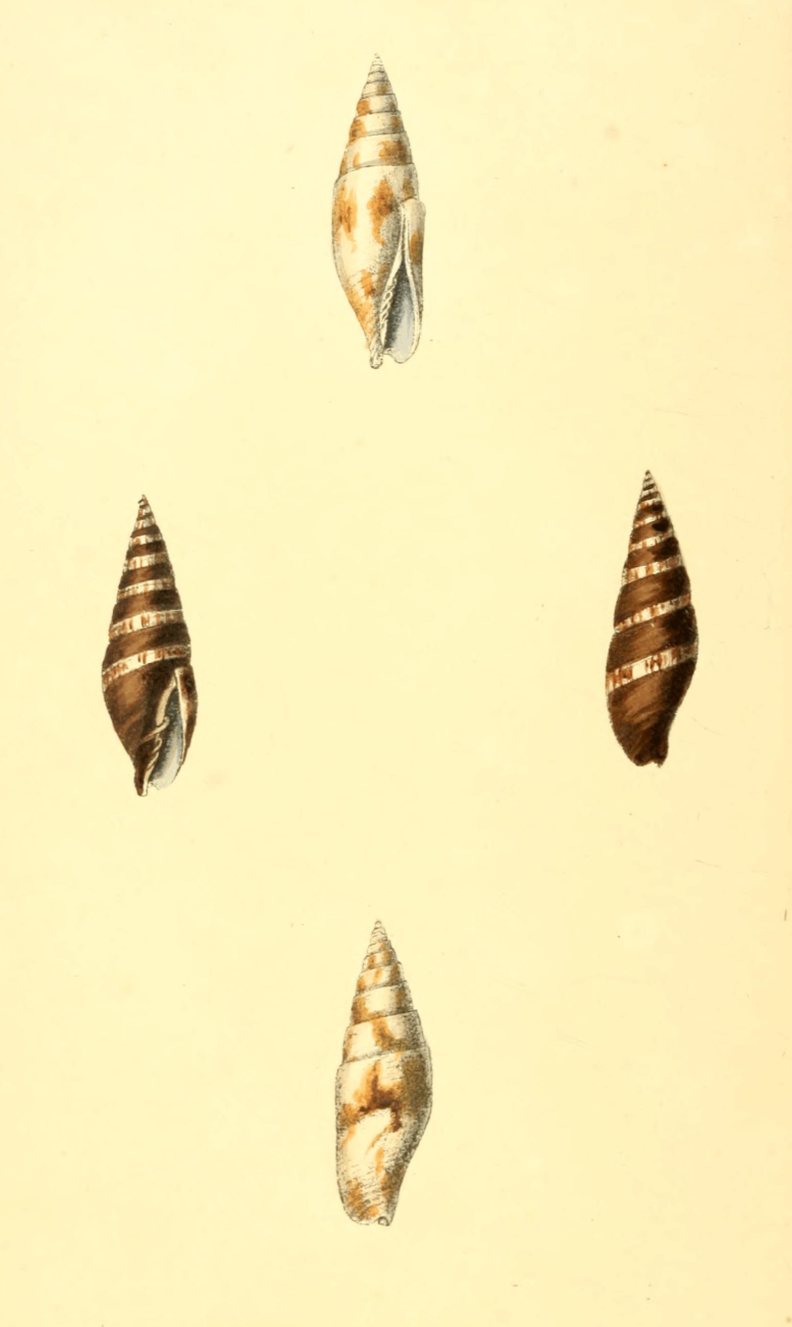 Plate 18. Plate 18.