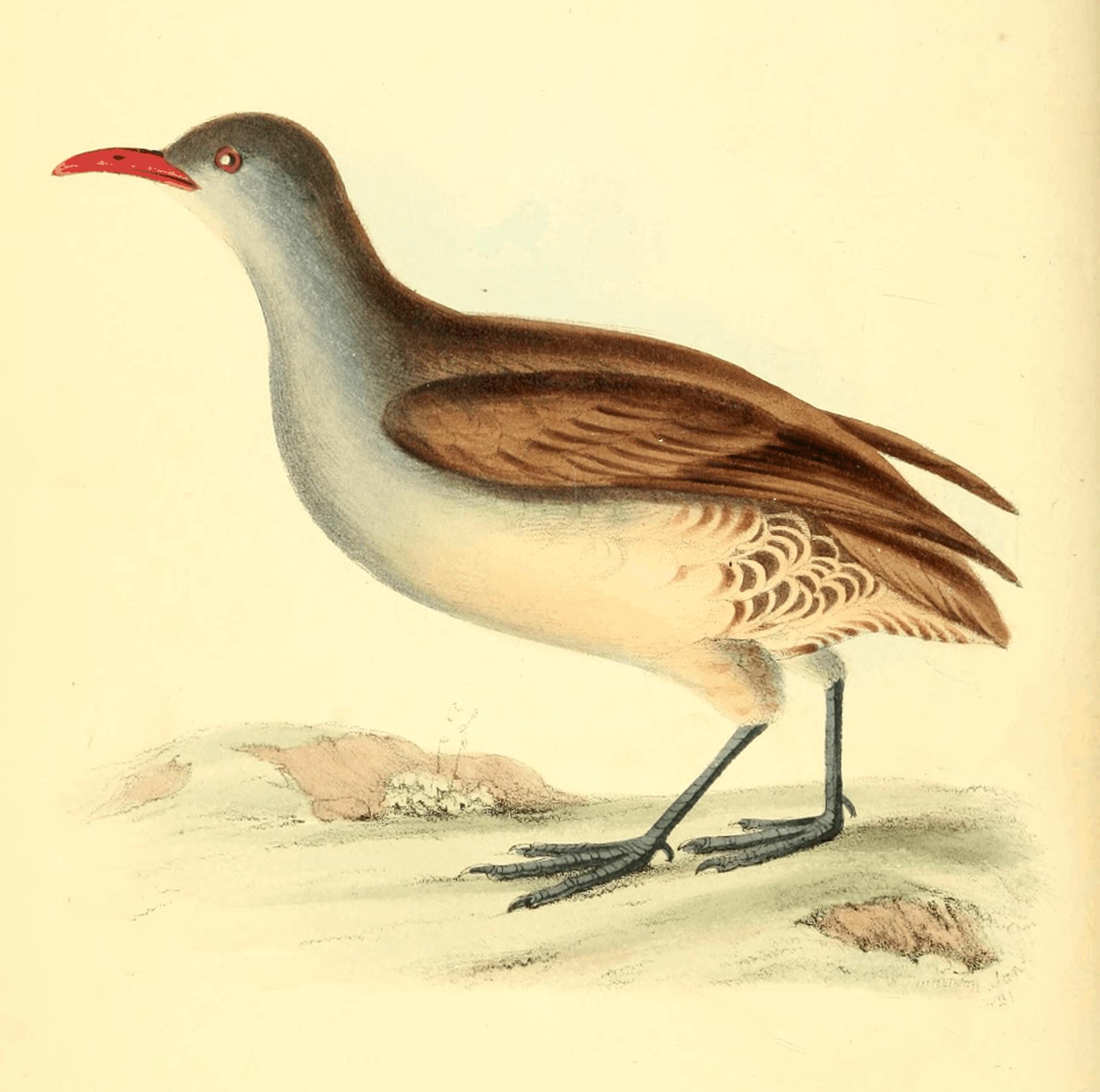 Plate 19. Plate 19.