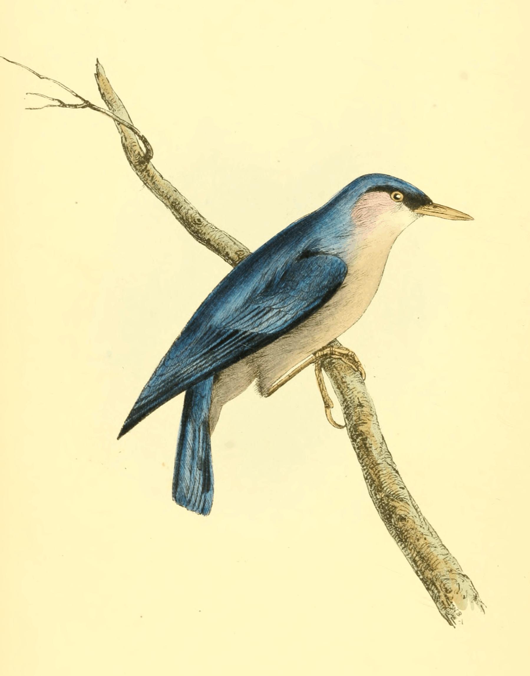 Plate 2. Plate 2.