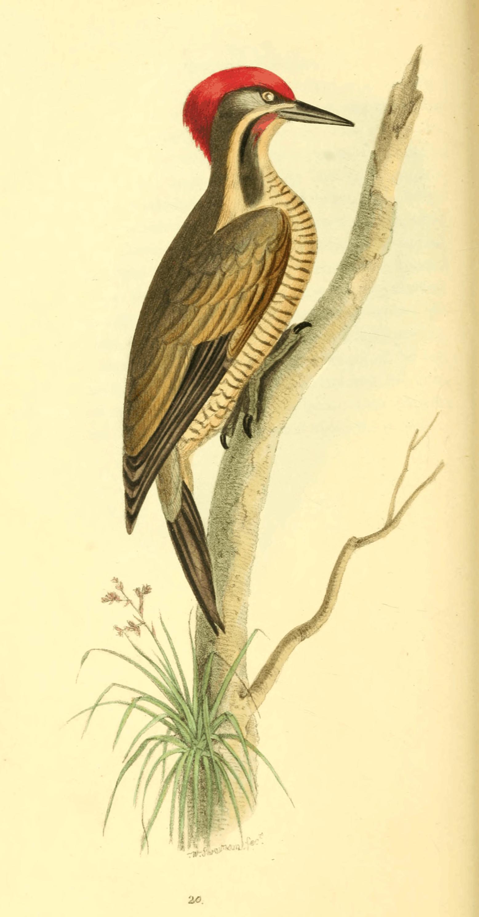 Plate 20. Plate 20.
