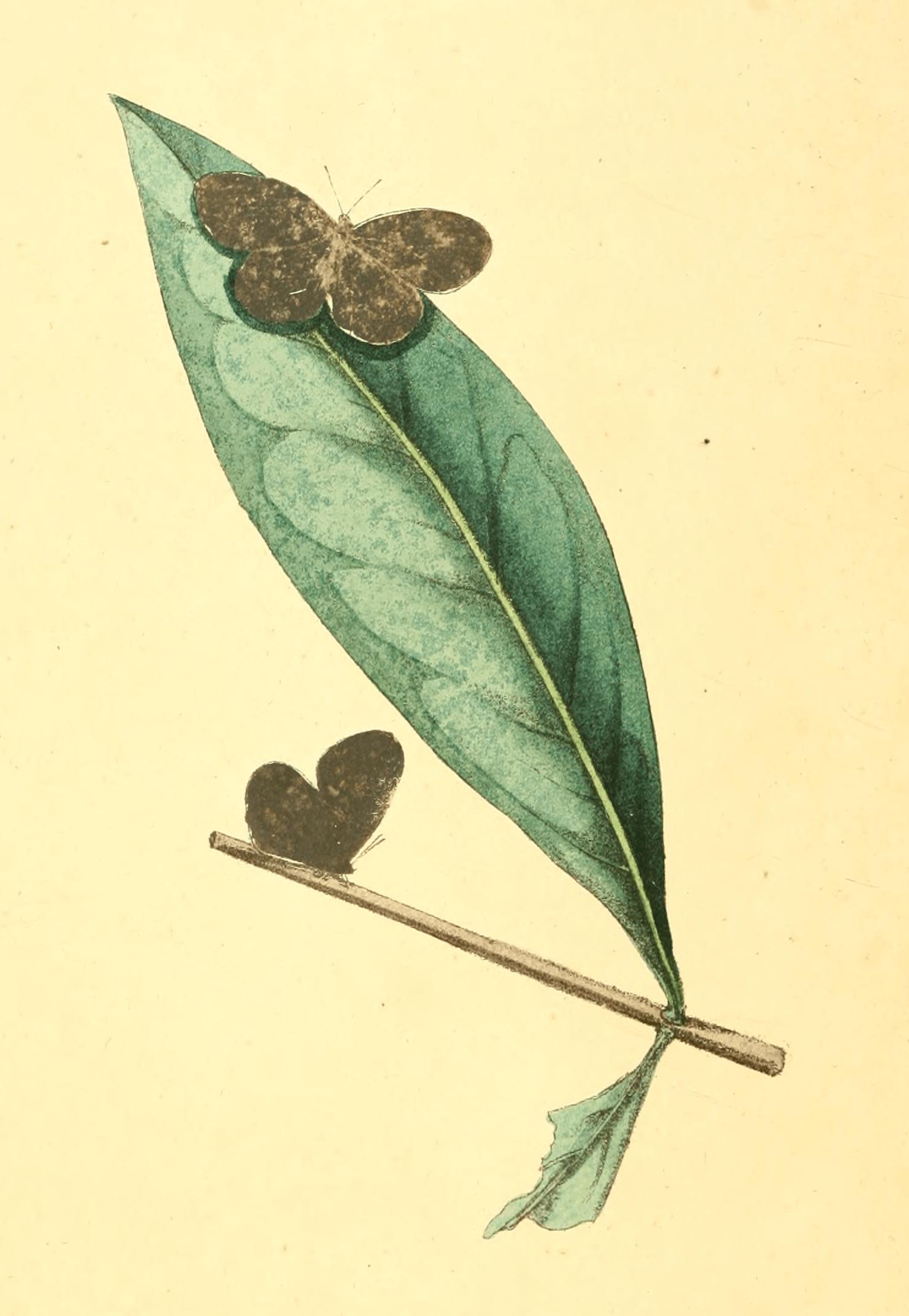 Plate 22. Plate 22.