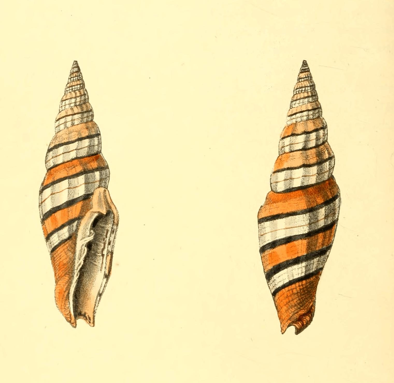 Plate 23. Plate 23.