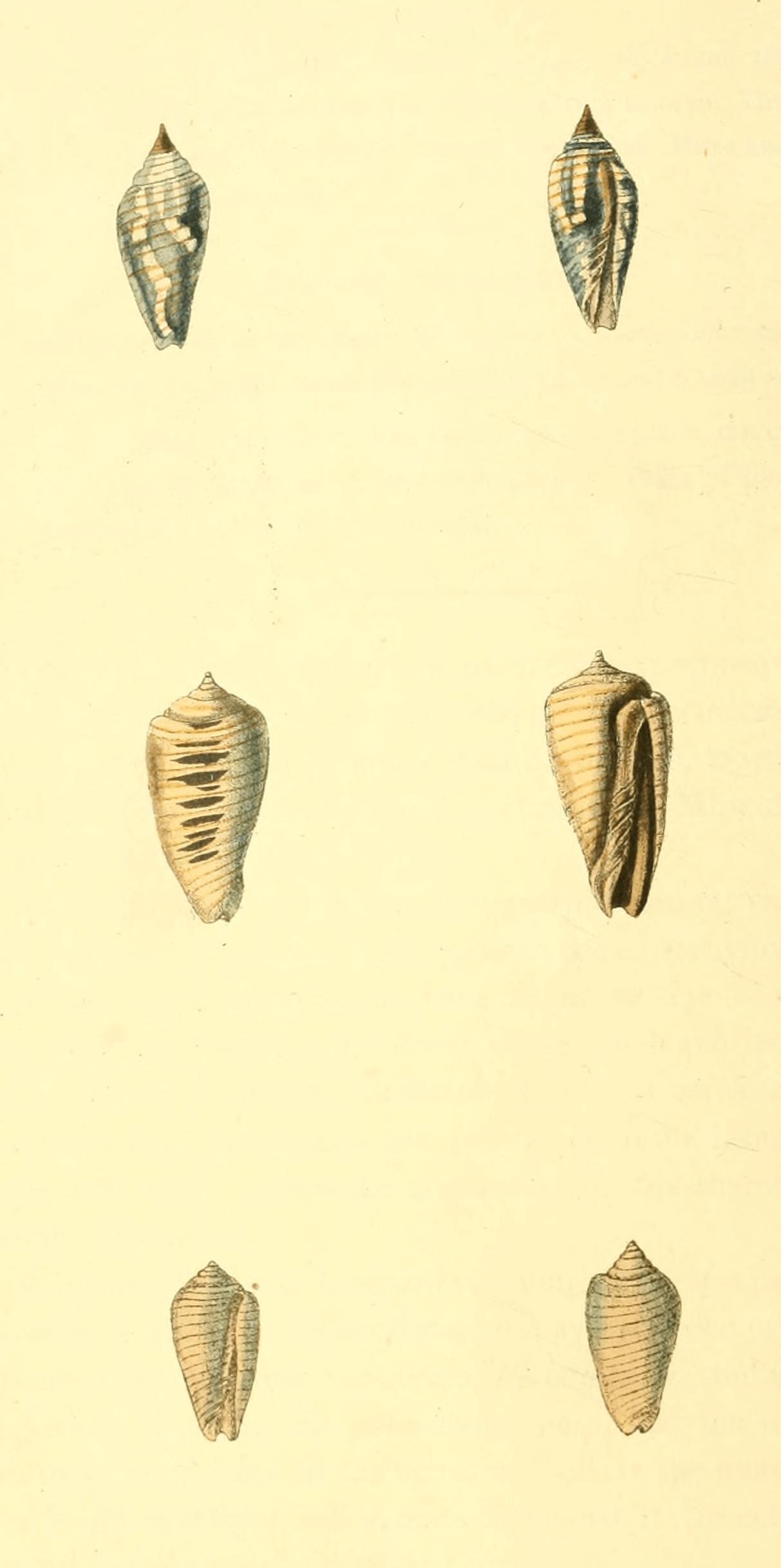 Plate 24. Plate 24.