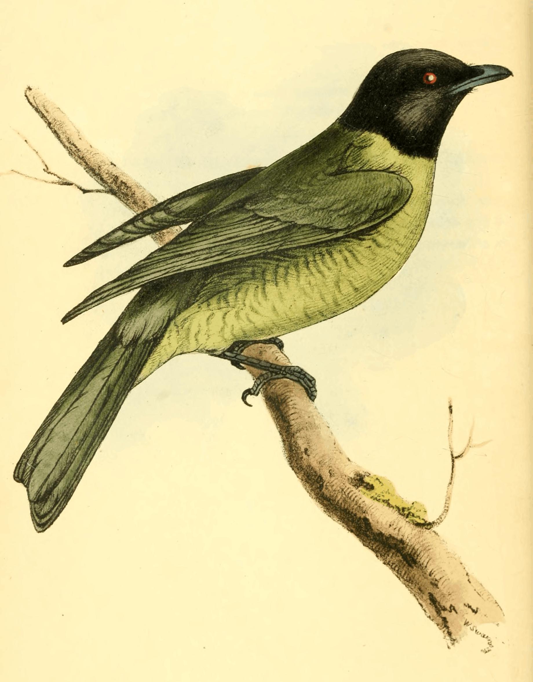 Plate 25. Plate 25.