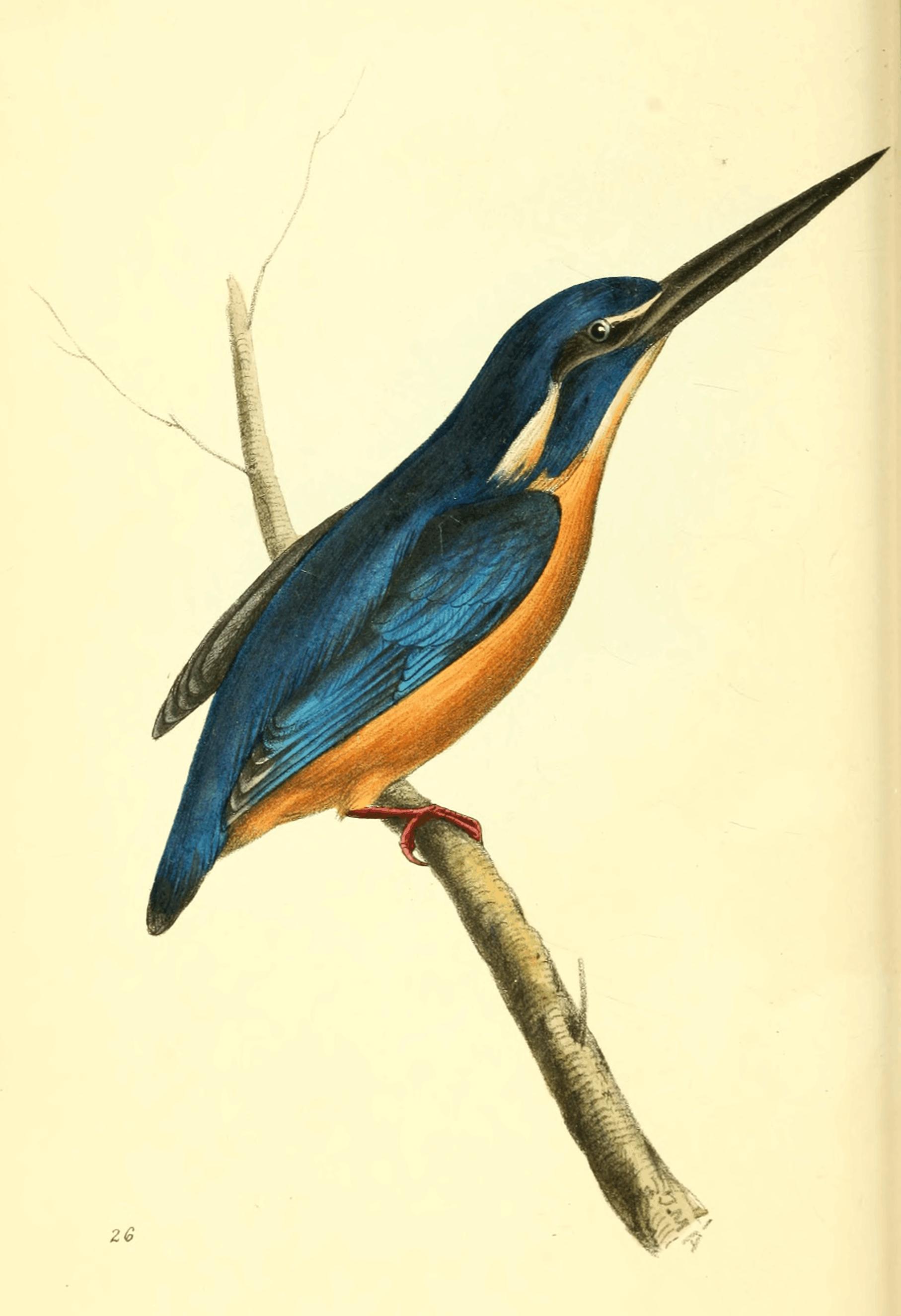 Plate 26. Plate 26.