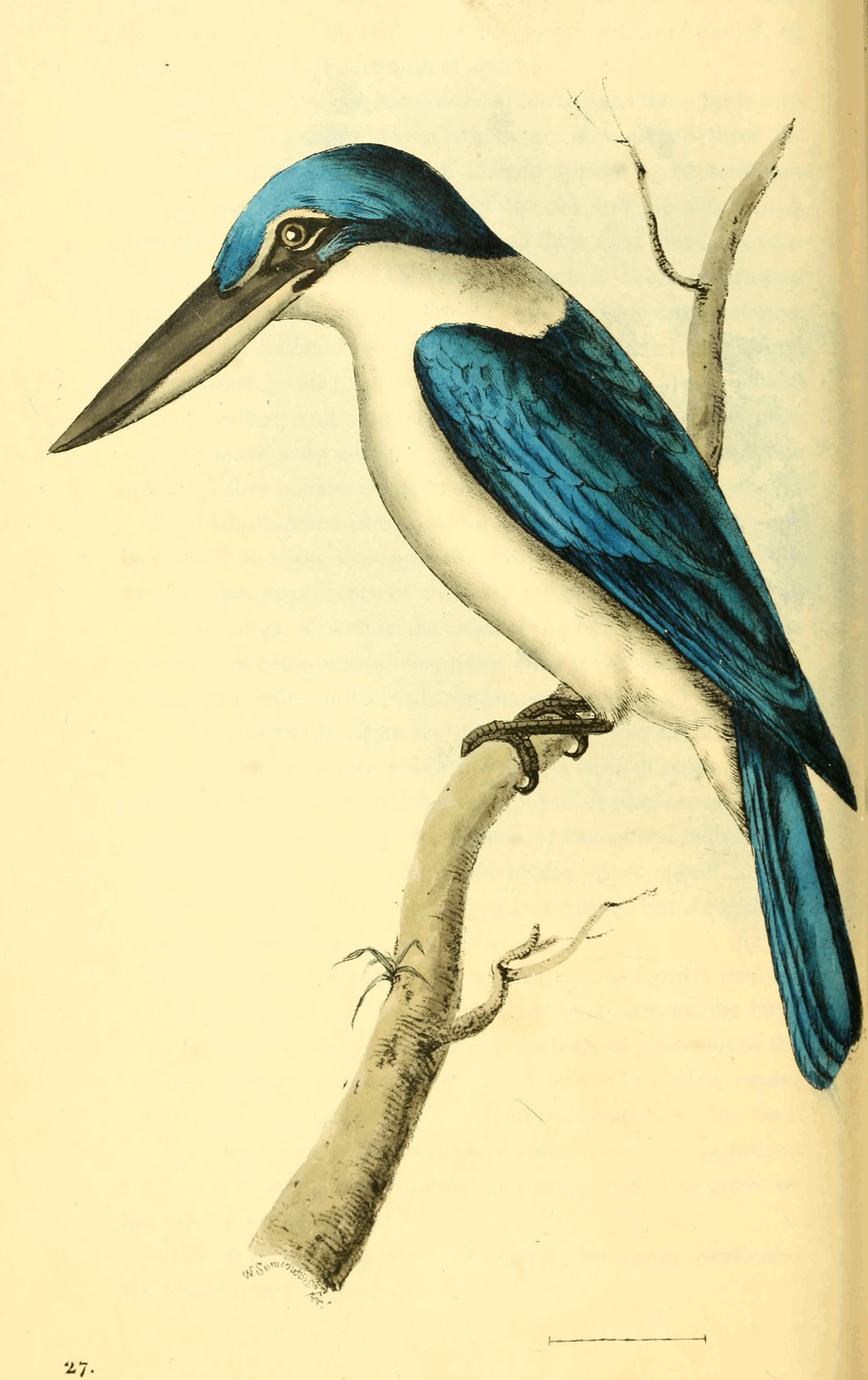 Plate 27. Plate 27.