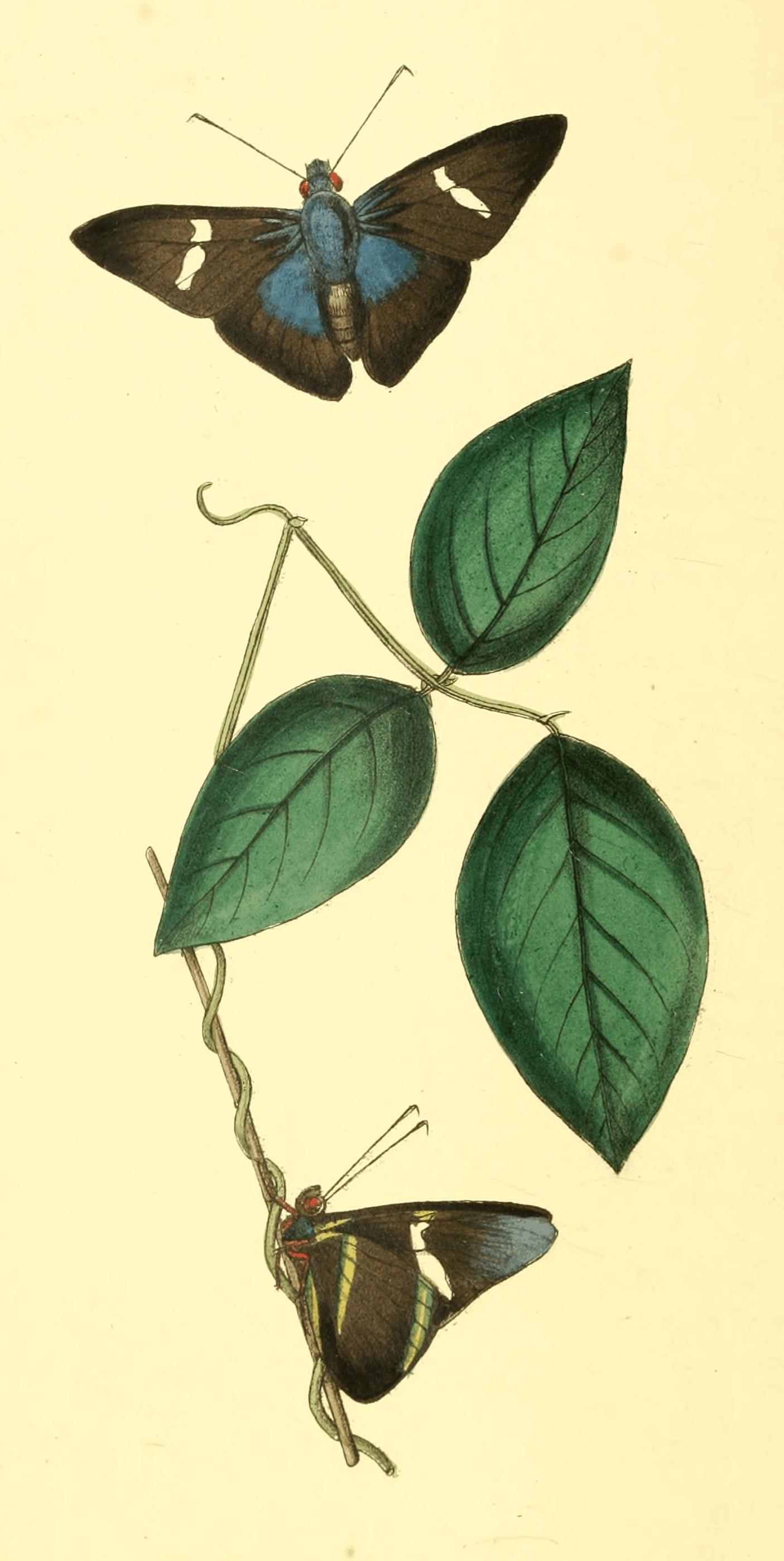 Plate 28. Plate 28.
