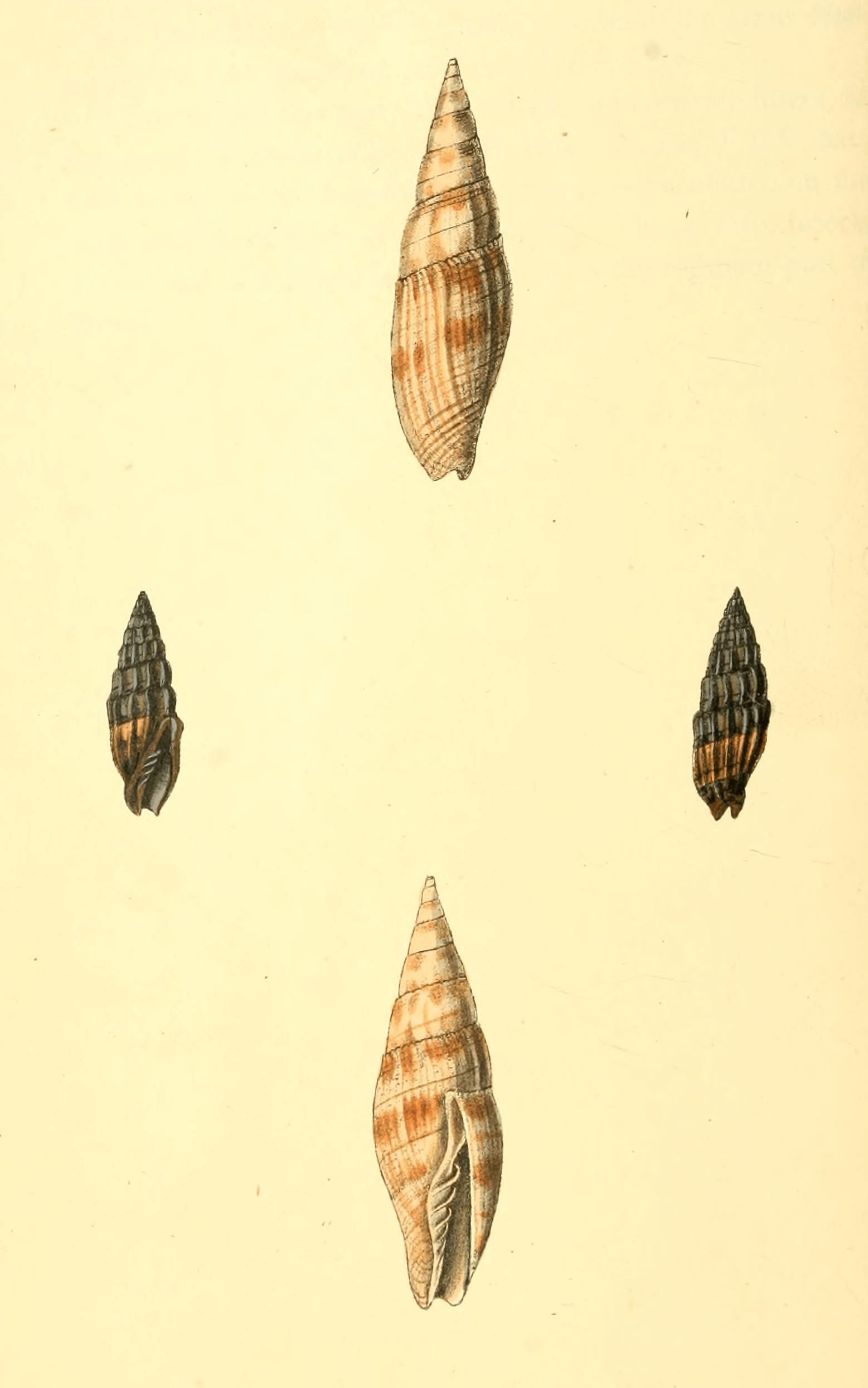 Plate 29. Plate 29.