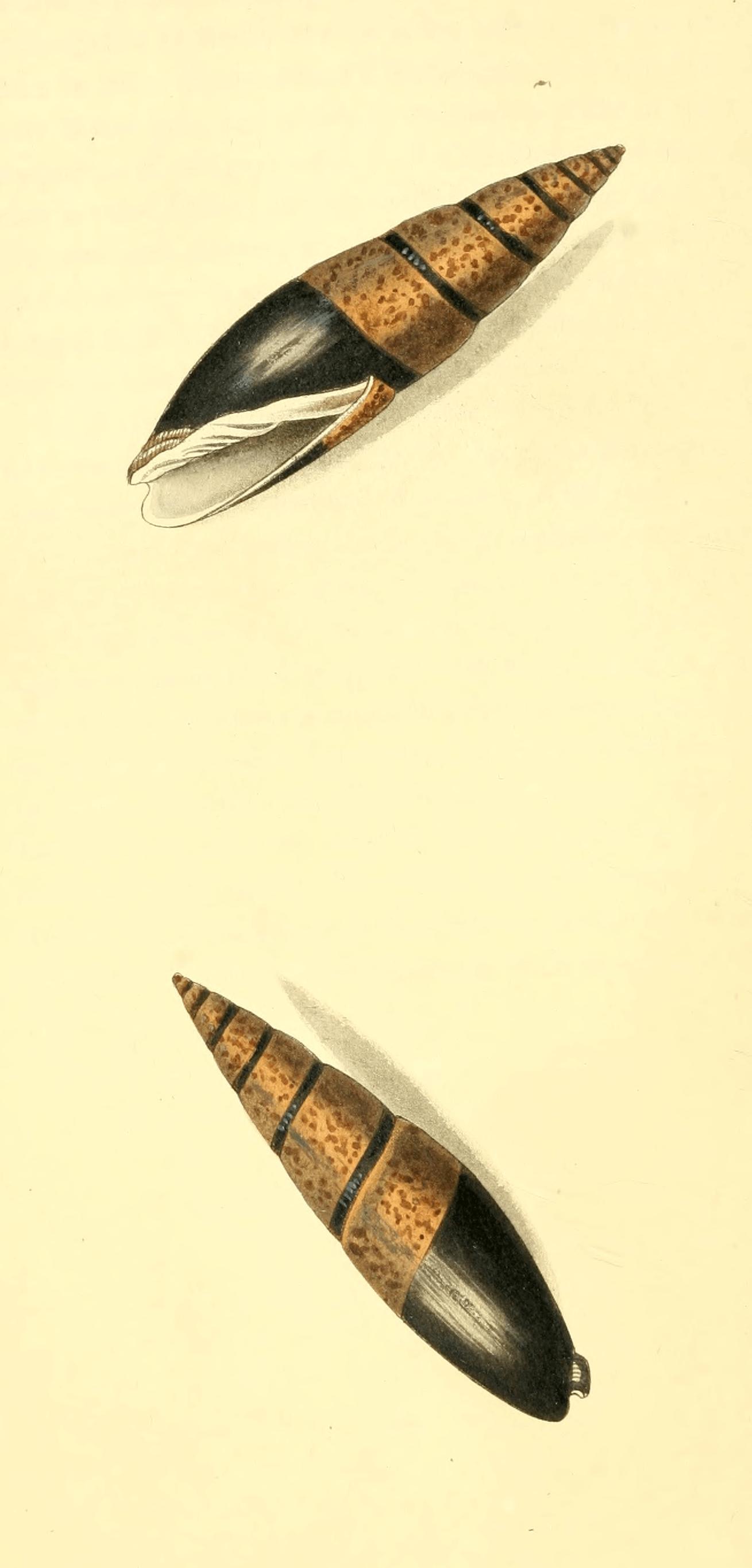 Plate 3. Plate 3.