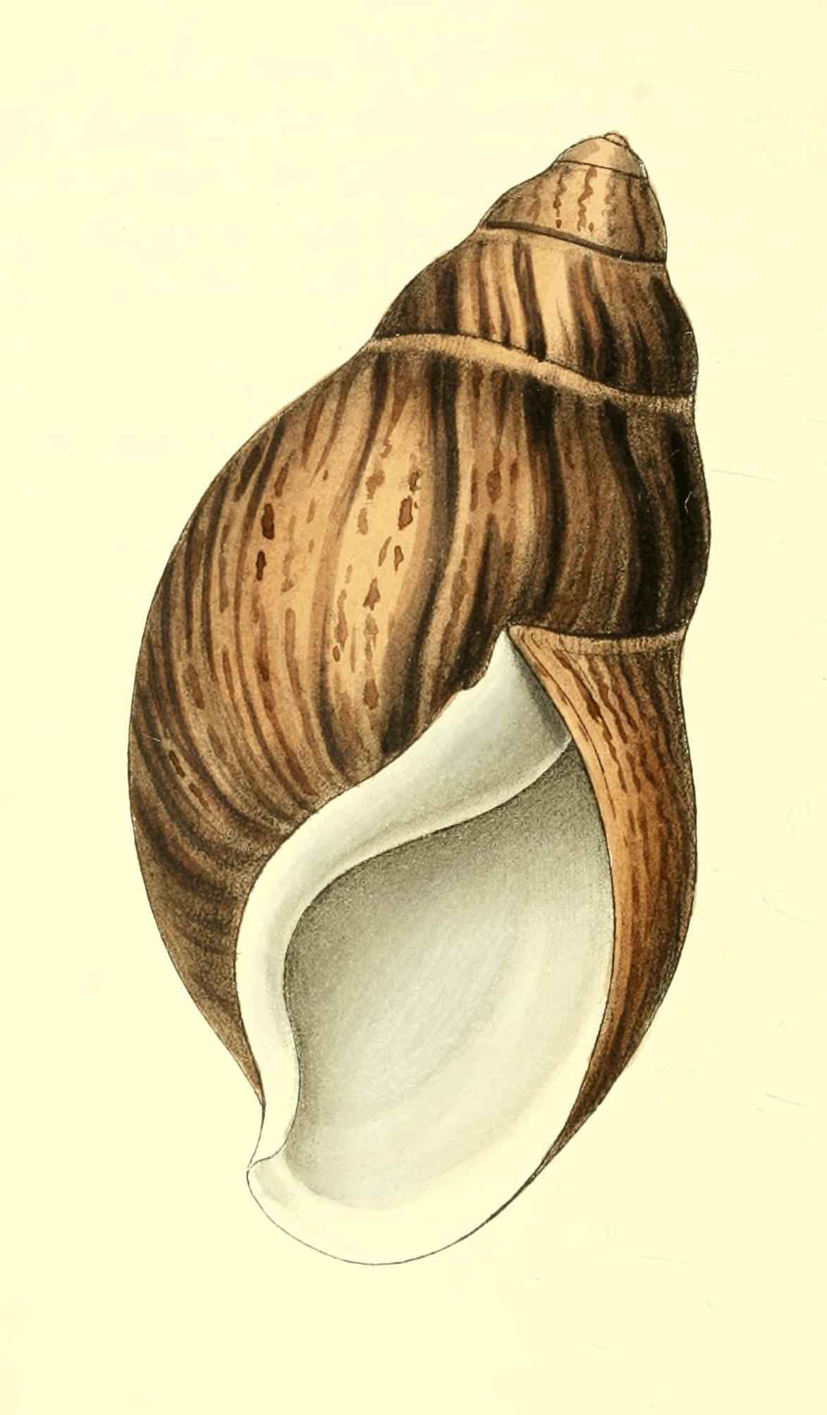 Plate 30. Plate 30.