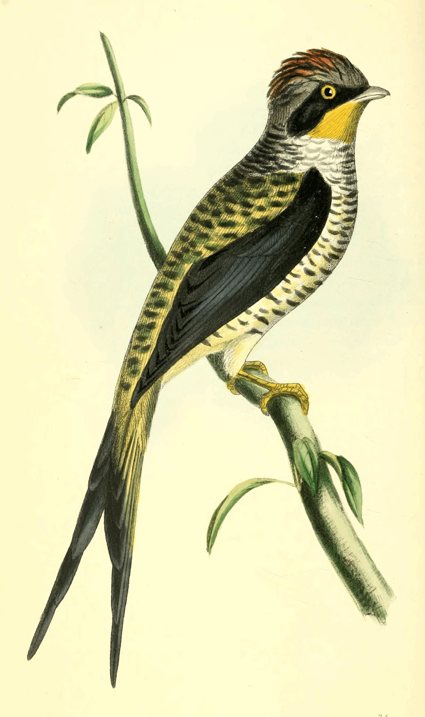 Plate 31. Plate 31.