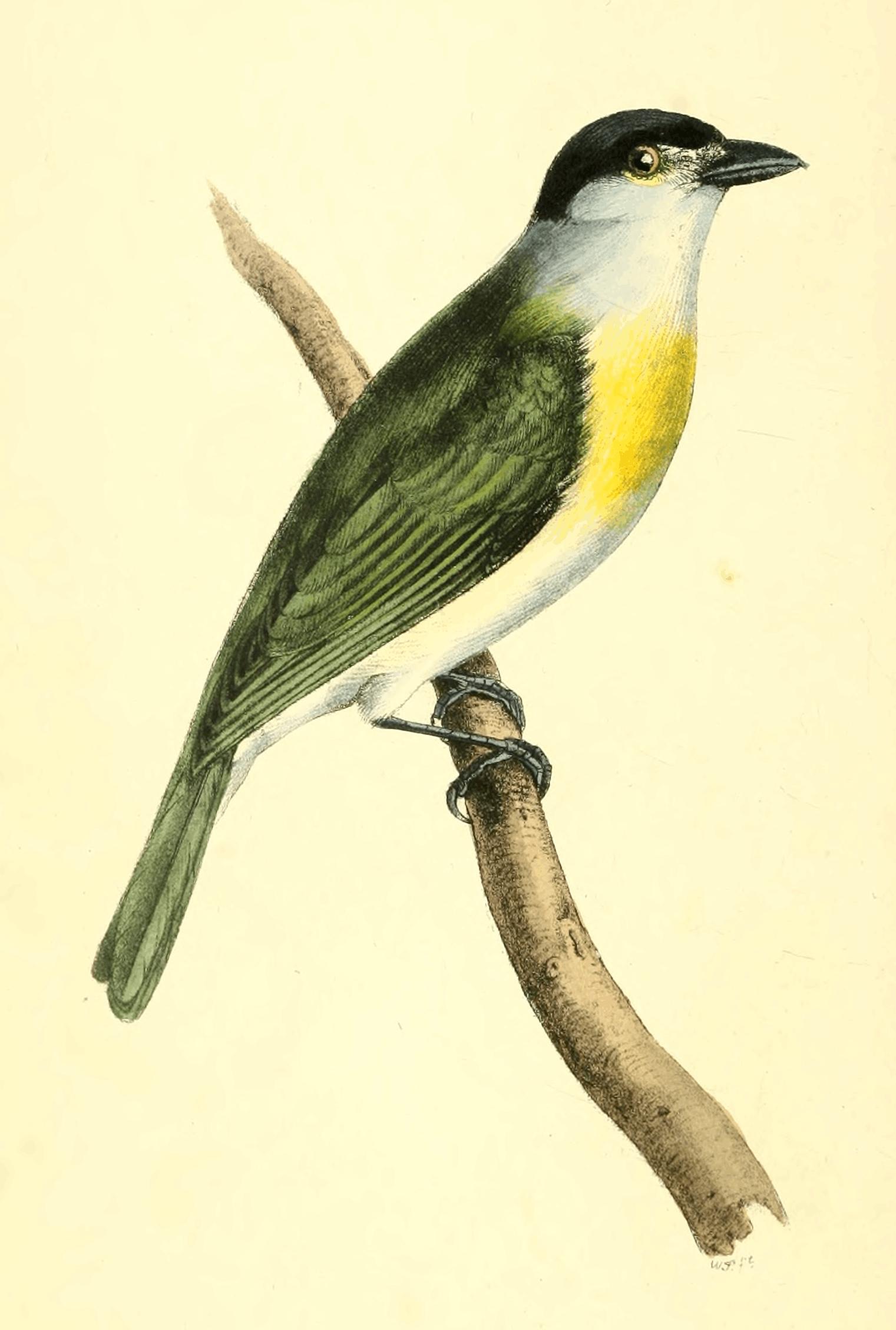 Plate 32. Plate 32.