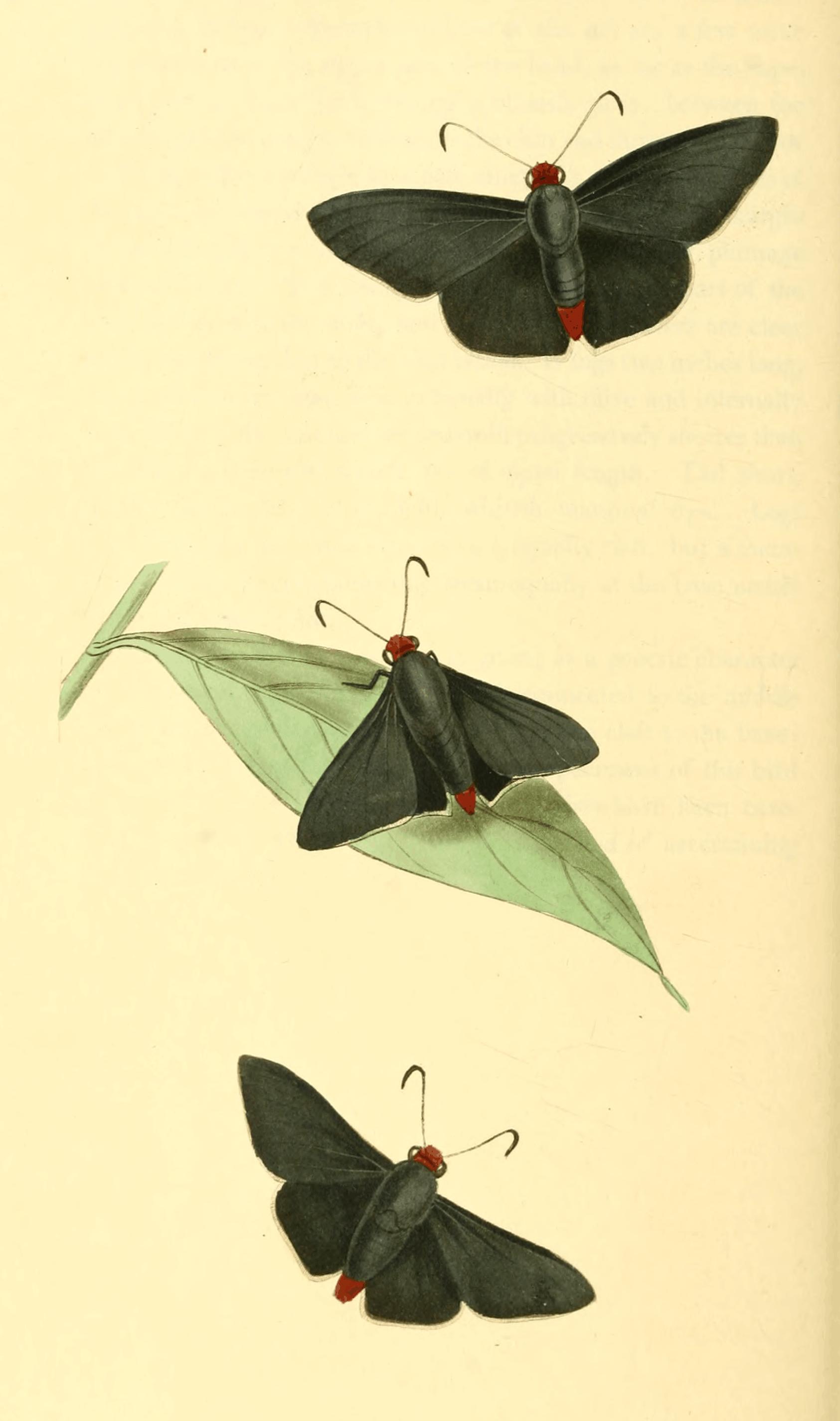 Plate 33. Plate 33.