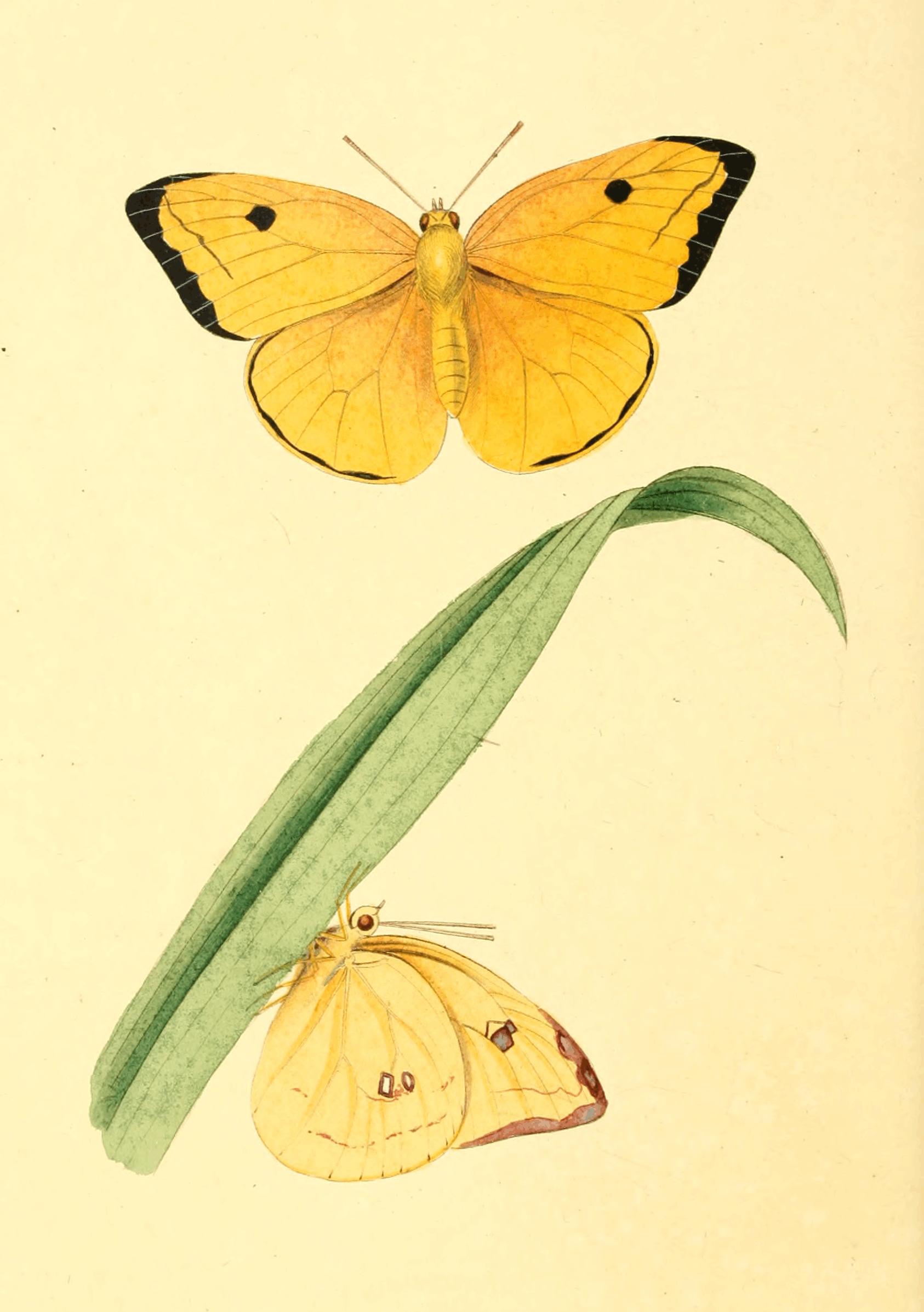 Plate 34. Plate 34.