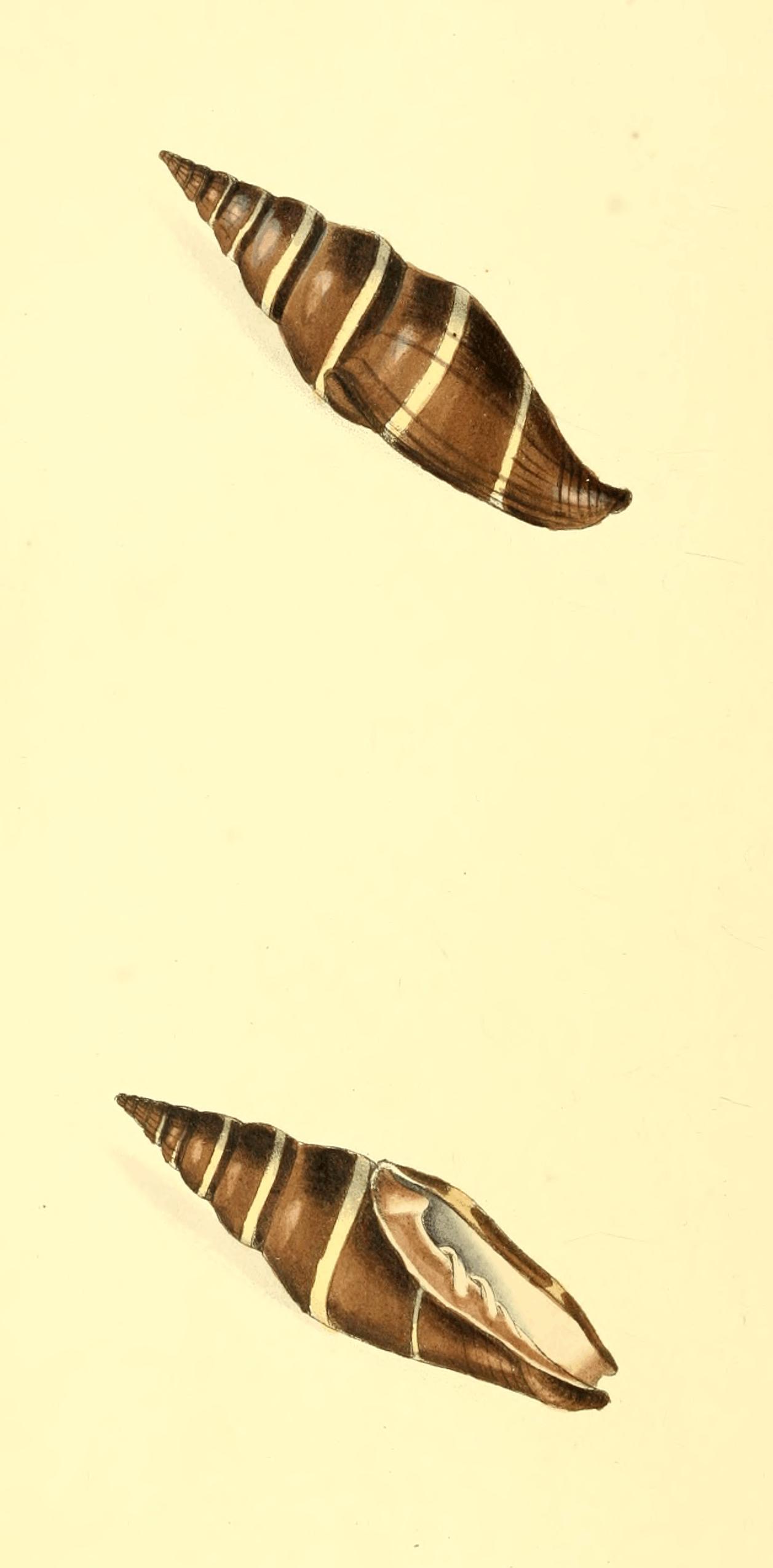 Plate 35. Plate 35.