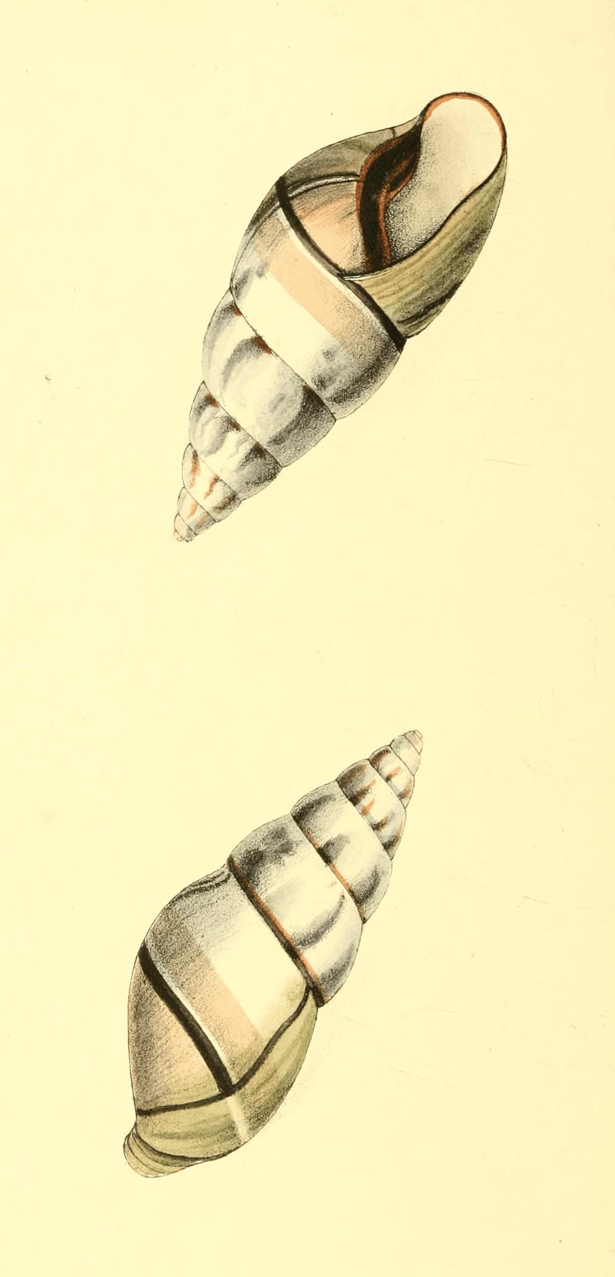 Plate 36. Plate 36.