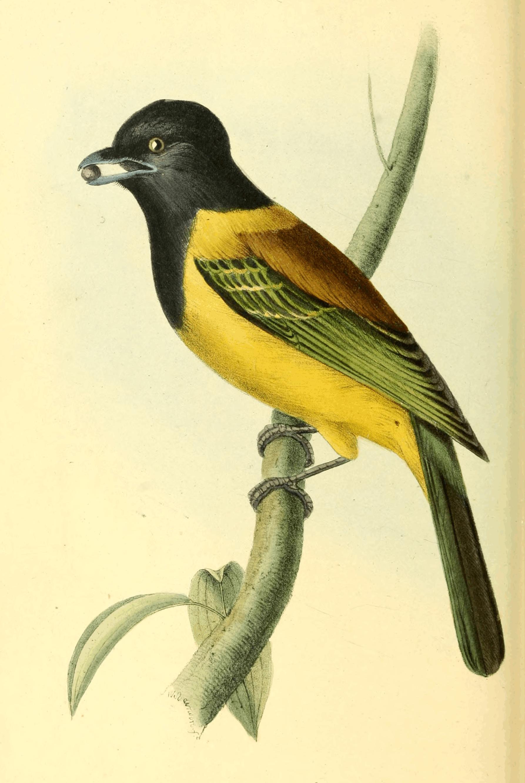 Plate 37. Plate 37.