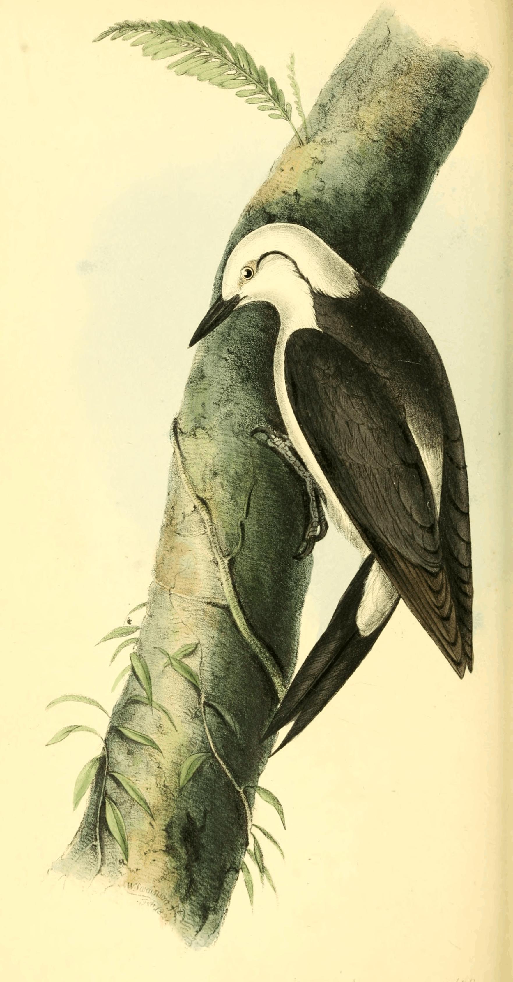 Plate 38. Plate 38.