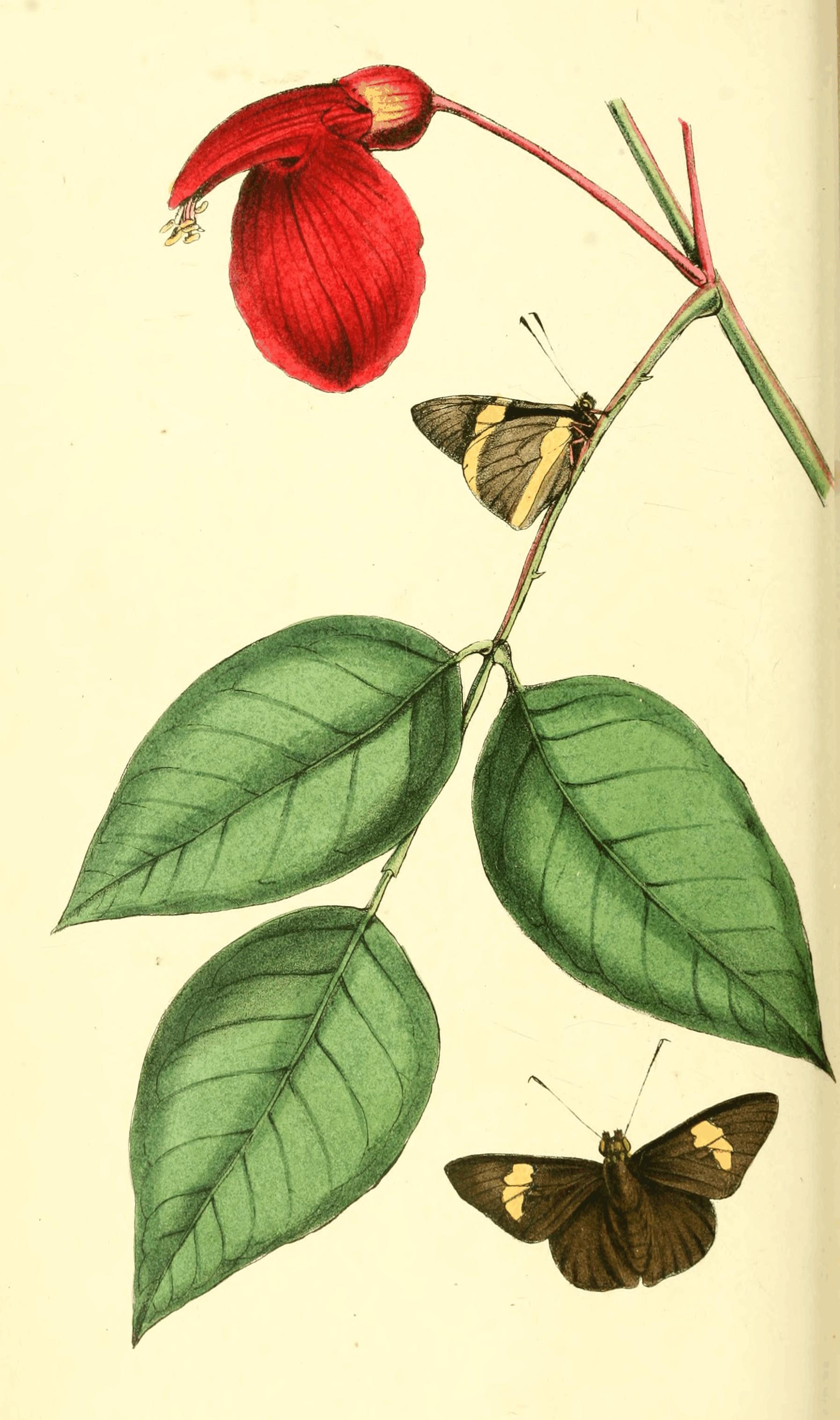 Plate 39. Plate 39.