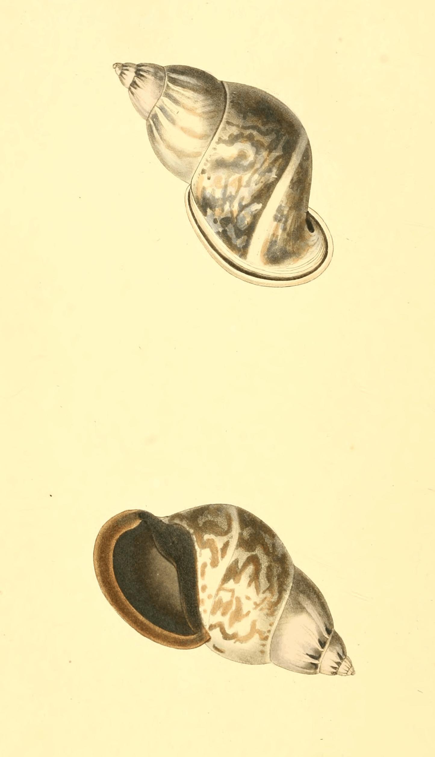 Plate 4. Plate 4.