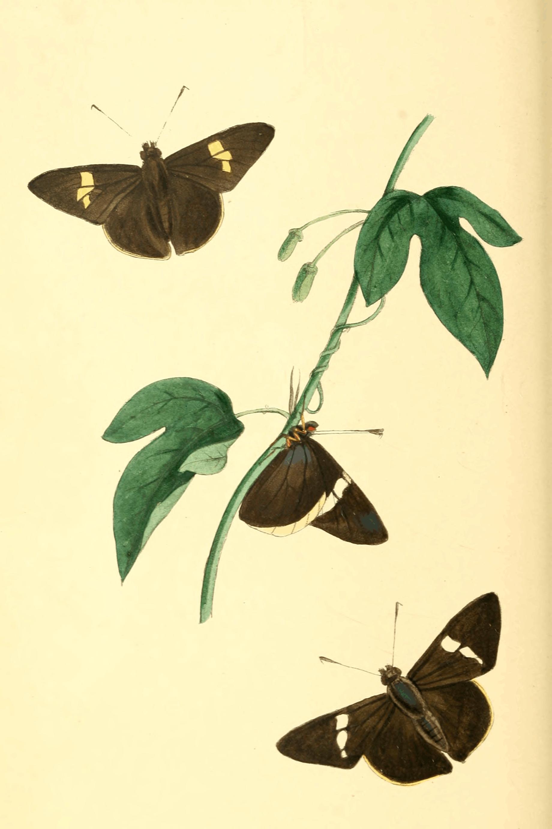 Plate 40. Plate 40.