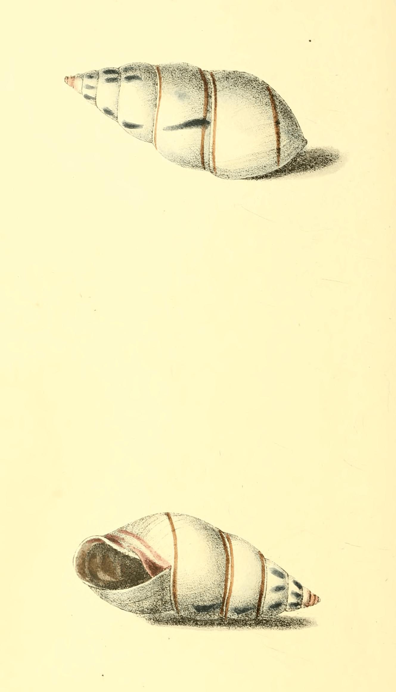 Plate 41. Plate 41.