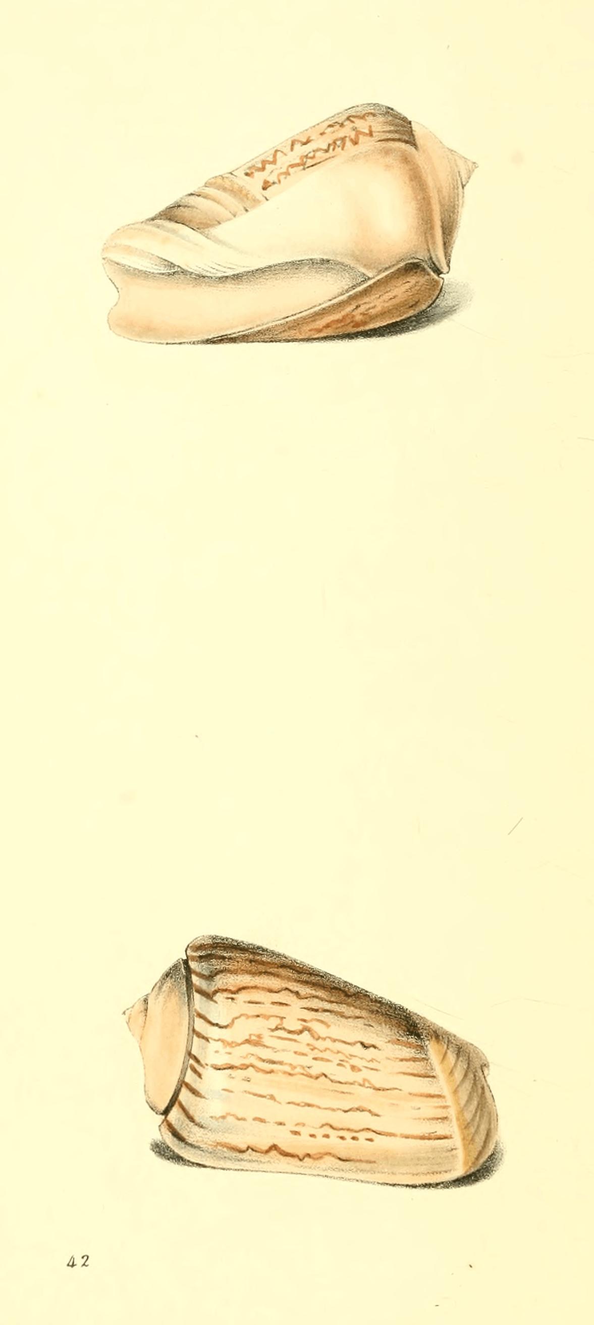 Plate 42. Plate 42.