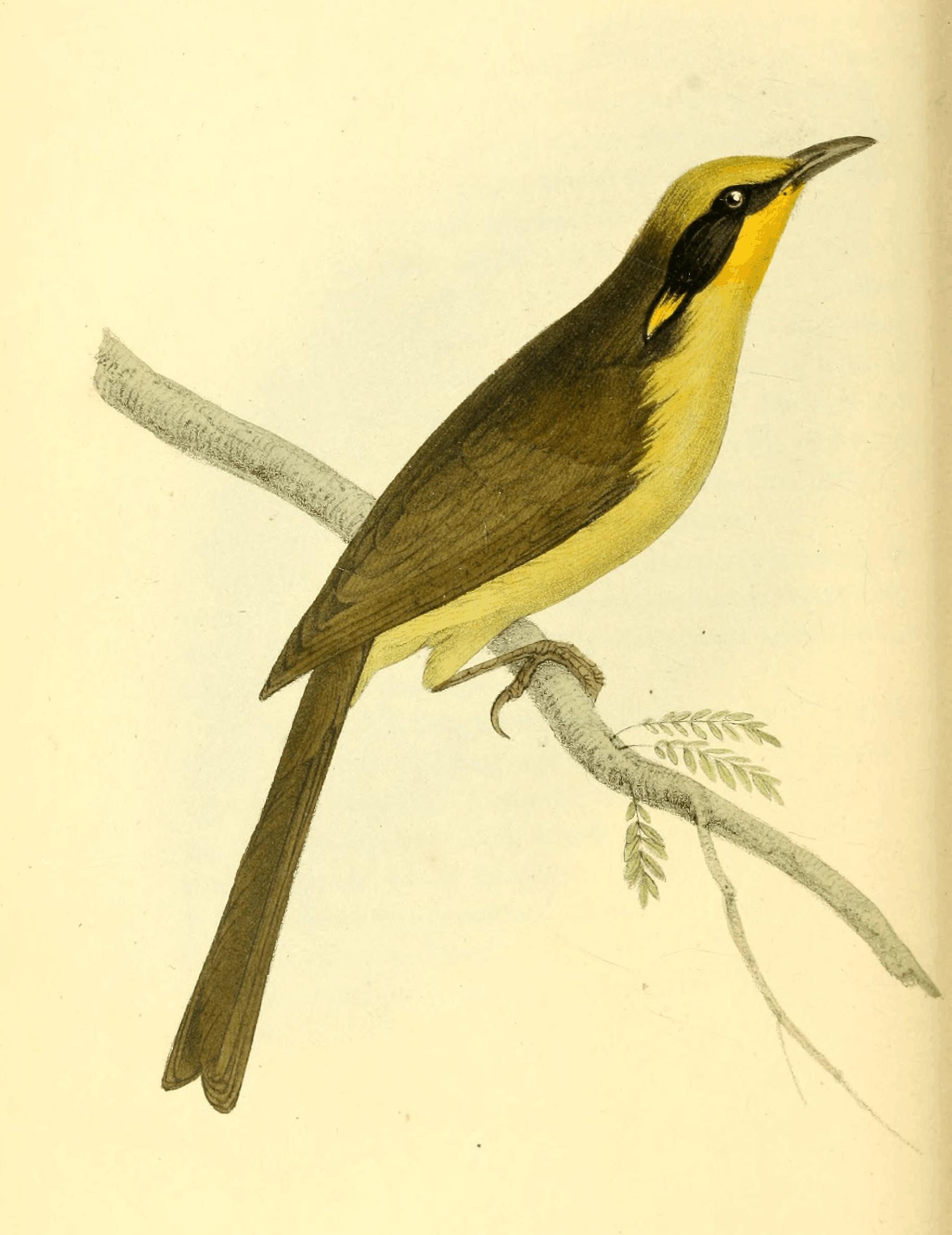 Plate 43. Plate 43.