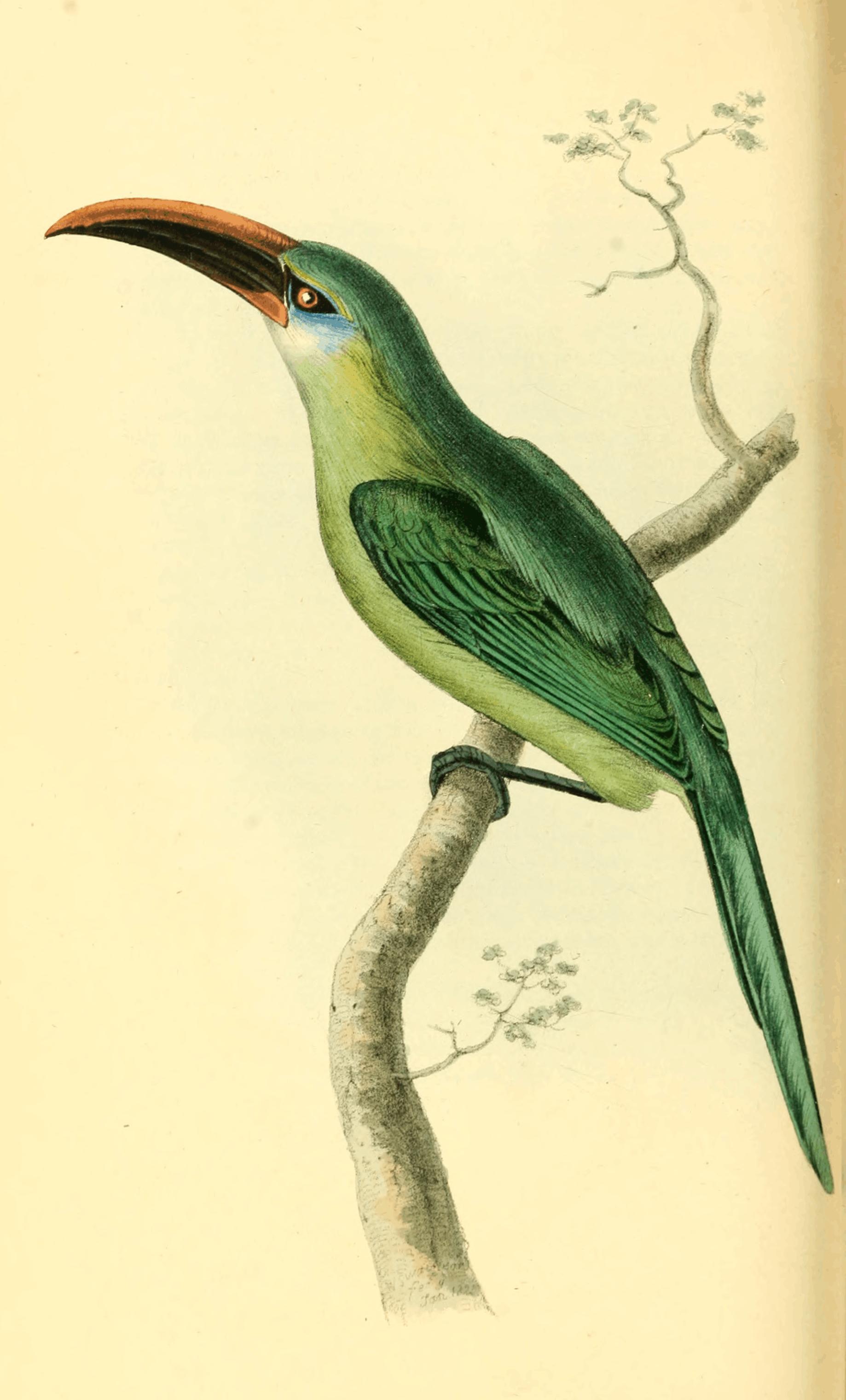 Plate 44. Plate 44.