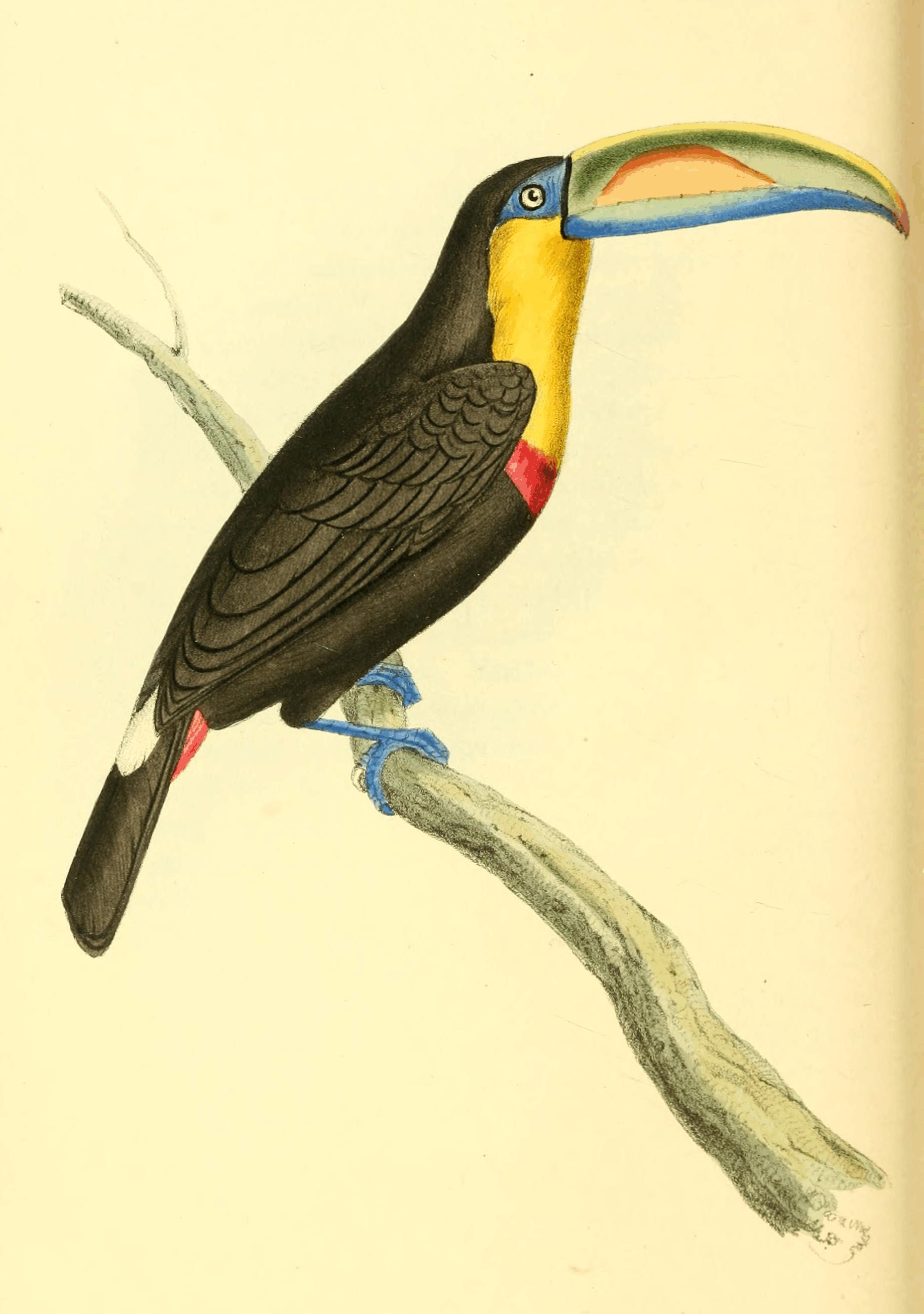 Plate 45. Plate 45.